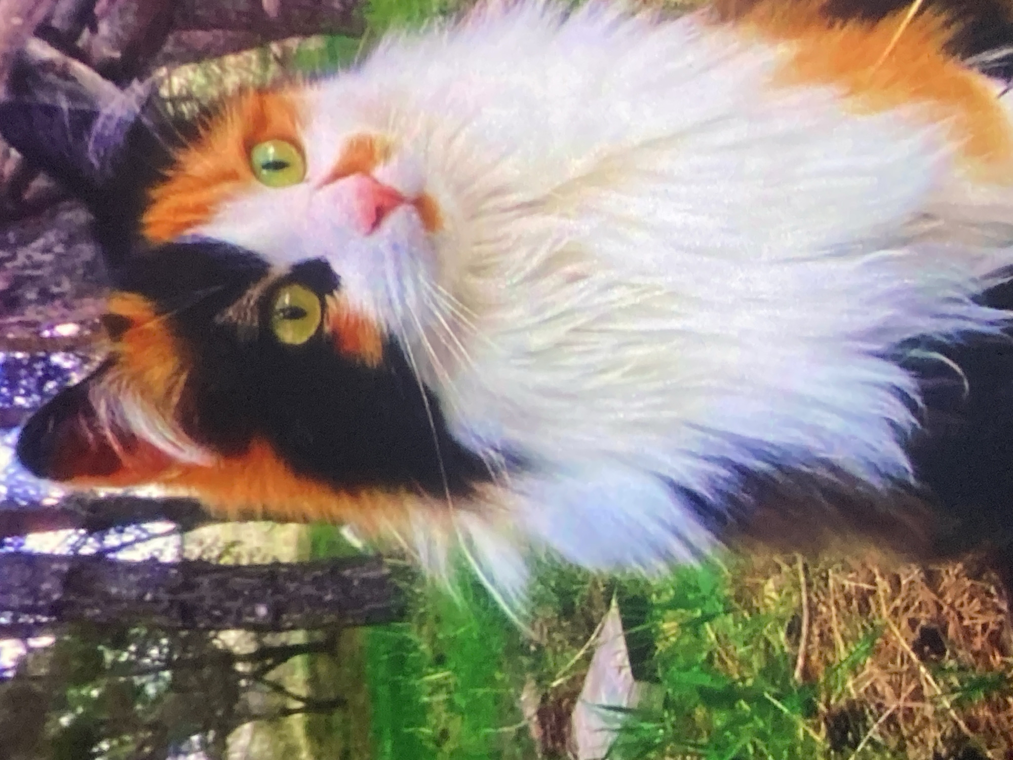 A calico cat with fluffy white, black, and orange fur sits in a natural outdoor setting with trees and grass in the background. The cat has bright green eyes and a pink nose. The image is a close-up shot, focusing on the cat's face and chest. The background is blurred, suggesting it's a shallow depth of field. There are no people or discernible urban elements visible in the image, therefore the location in Ustyvytsia, Ukraine cannot be determined from the visual information.