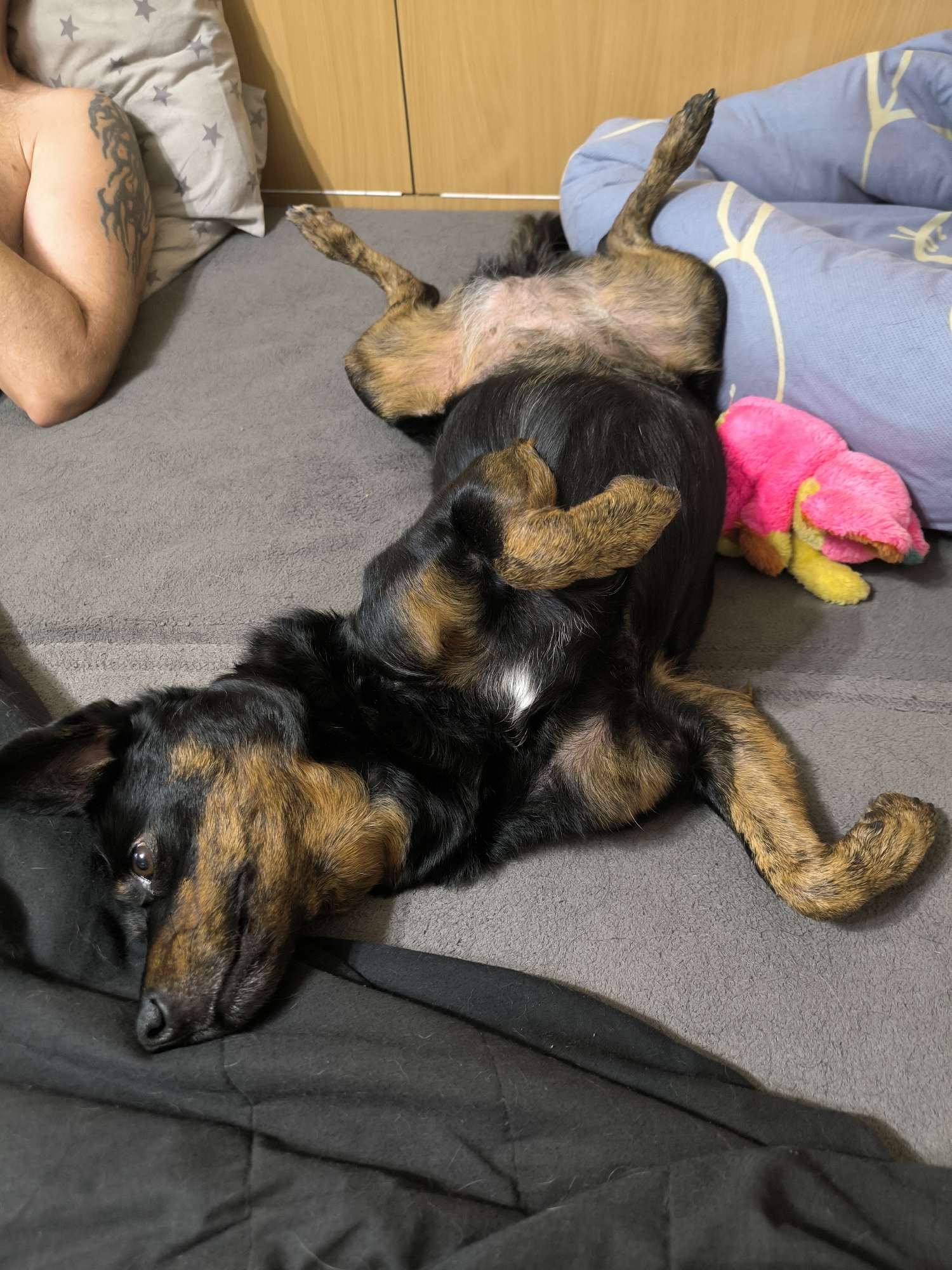 A medium-sized dog is lying on its back on a bed. The dog has black and brown fur and is facing towards the camera. Its legs are splayed out, and it appears to be relaxed. Next to the dog is a pink and yellow stuffed toy. The bed has a grey blanket and pillows with a star pattern. In the background, there is a wooden closet. To the left of the dog, a person's tattooed arm is visible. The scene takes place indoors, in a bedroom. There is no information to suggest a specific location in Mykolaiv, Ukraine, or any other city.