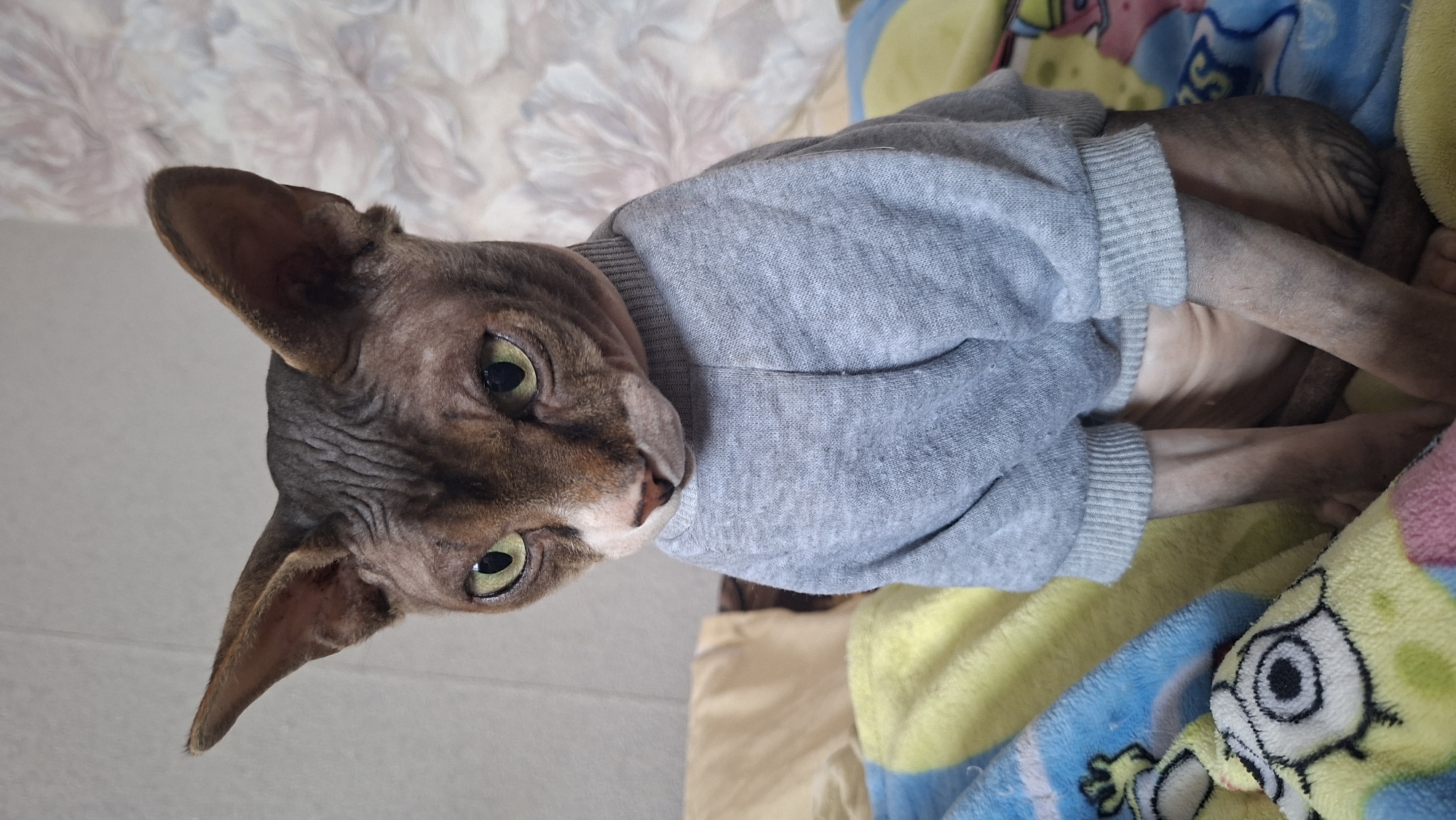 A close-up, indoor shot depicts a hairless cat, possibly a Sphynx, wearing a light gray sweater. The cat is positioned on a bed with a colorful blanket featuring cartoon characters. The cat's head is tilted, displaying its large ears and green eyes. The background includes a blurred floral wallpaper. The location is Забалоцкі сельскі Савет, Belarus.