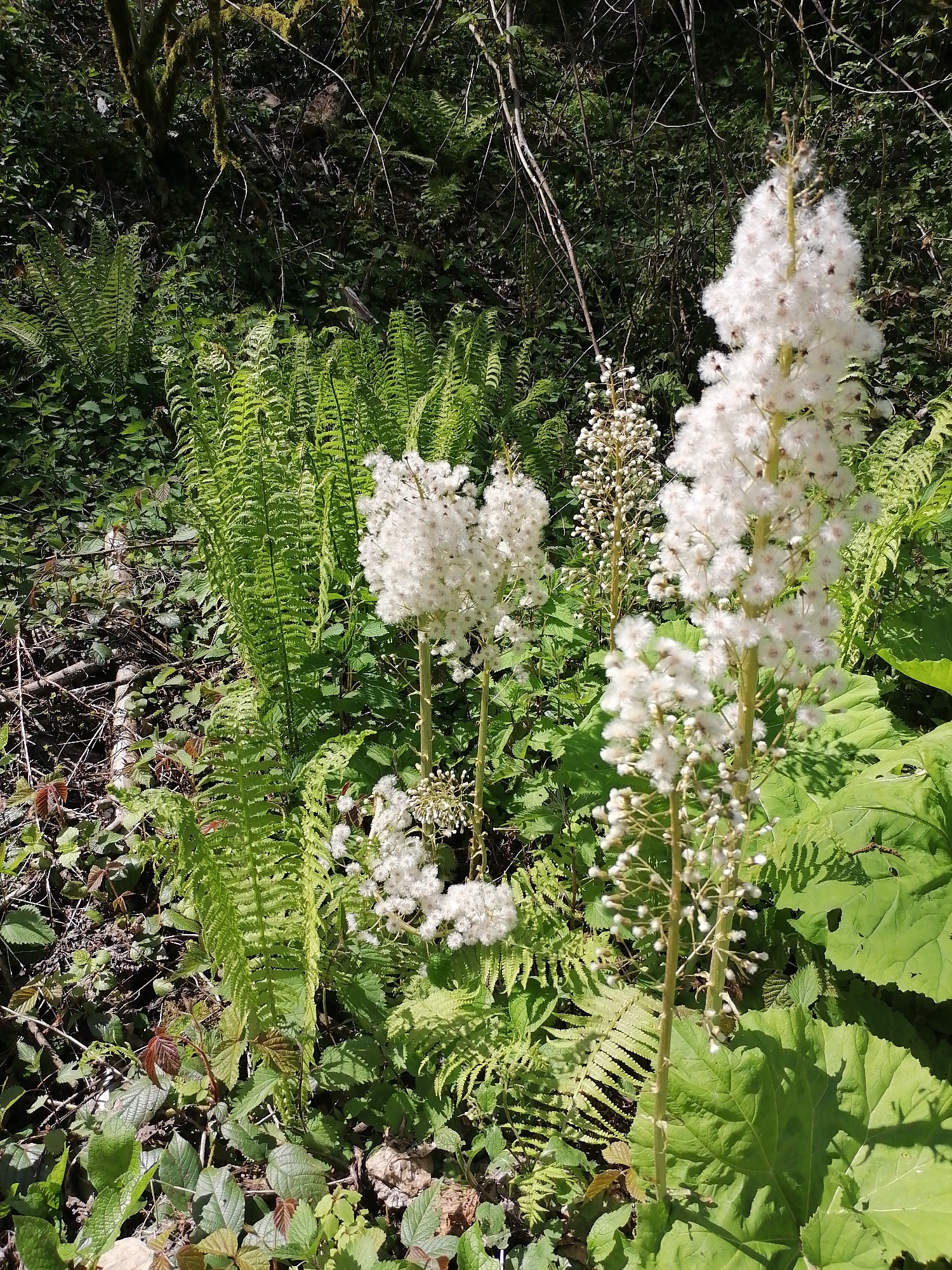 This media file captures a vibrant, lush forest floor scene, likely in Chvizhepse, Russia. The dominant subjects are several tall stalks bearing dense clusters of white, fluffy flowers, possibly a species of Butterbur (*Petasites*), which stand out brightly against the verdant background. These fluffy blooms appear to be either in full flower or gone to seed, creating a soft, cotton-like texture.
Surrounding the white flowers is an abundance of green foliage. Prominently featured are numerous sword-like ferns with intricately divided fronds, forming a dense carpet across much of the midground. Large, broad green leaves, characteristic of the Butterbur plant itself, are also visible, particularly in the foreground and lower right, some partially shaded. In the background, the forest continues with thick, dark green undergrowth and the trunks and branches of trees, some of which are covered in moss, suggesting a humid environment.
The scene is illuminated by bright, dappled sunlight, creating highlights on the ferns and the white flowers, while other areas remain in deep shadow. This contrast emphasizes the textures and depth of the vegetation. No people, animals, or visible text are present. The image conveys a sense of natural beauty and tranquility within a flourishing woodland ecosystem, likely captured during a sunny day.