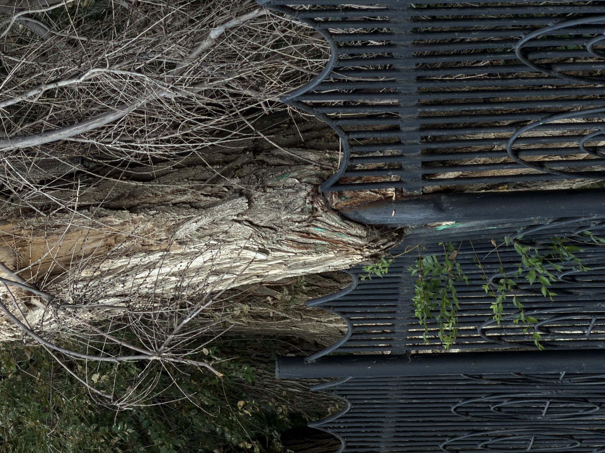 A mature tree with a thick, gnarled trunk is growing through a black, wrought-iron fence. The tree's trunk is a light brown with deep crevices and appears to be pressing against the fence, deforming some of the vertical bars and the curved decorative elements at the top. Small green shoots are emerging from the tree and growing through the fence. The background consists of dense foliage, some of which is dry and appears to be part of the same tree or other overgrown vegetation. The scene is set in a natural environment with an urban fixture, suggesting a location where nature and man-made structures interact. The image depicts the persistent encroachment of plant life on human infrastructure. No people are visible in the image. The image does not provide specific details about the city of Kamyshin, Russia.