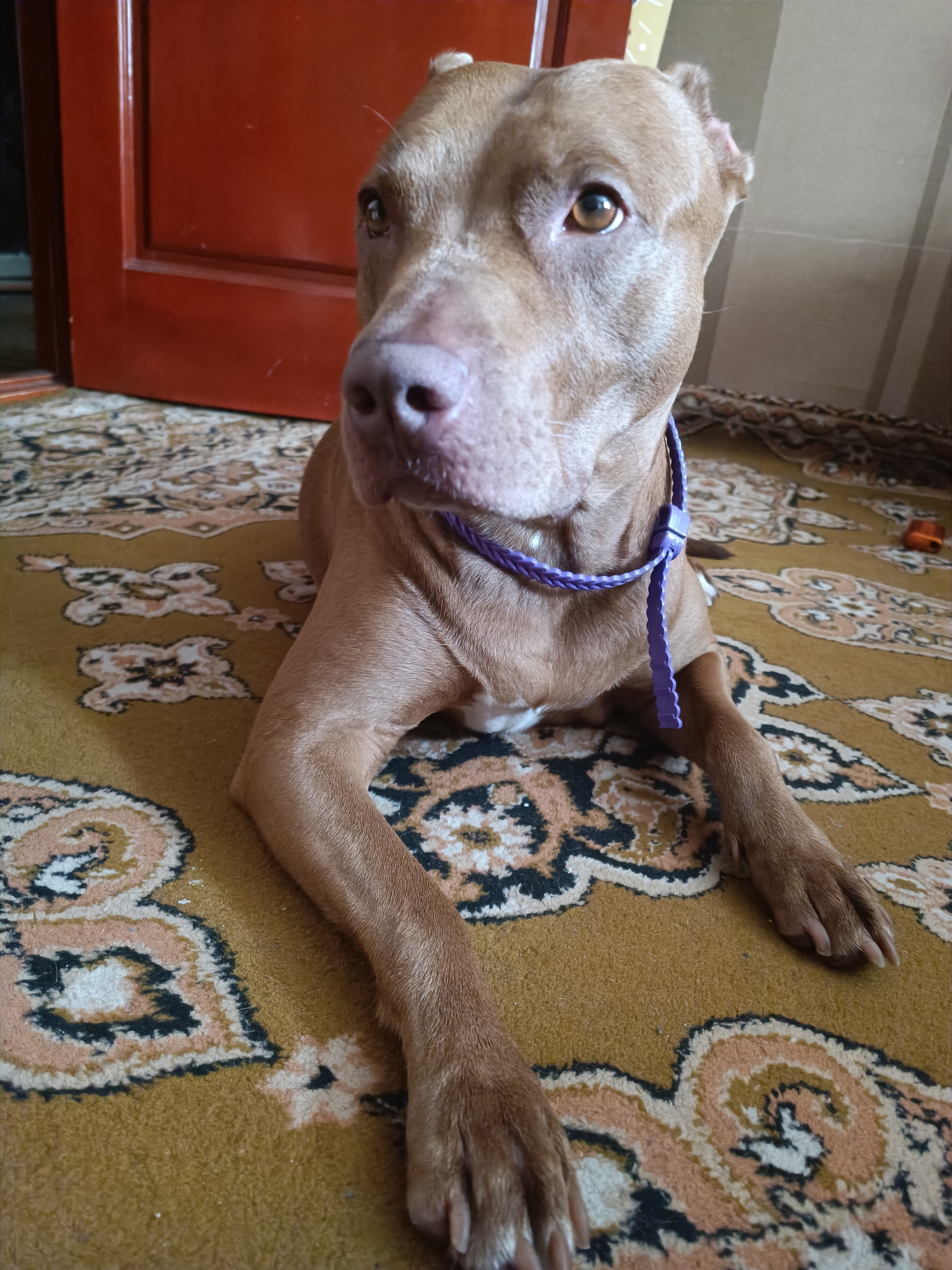 A brown pit bull with a purple braided collar is lying on a patterned rug. The dog is looking to the left of the camera. Behind the dog is a red door. The background is a wall with vertical stripes. This image was taken in Zaporizhzhia, Ukraine.
