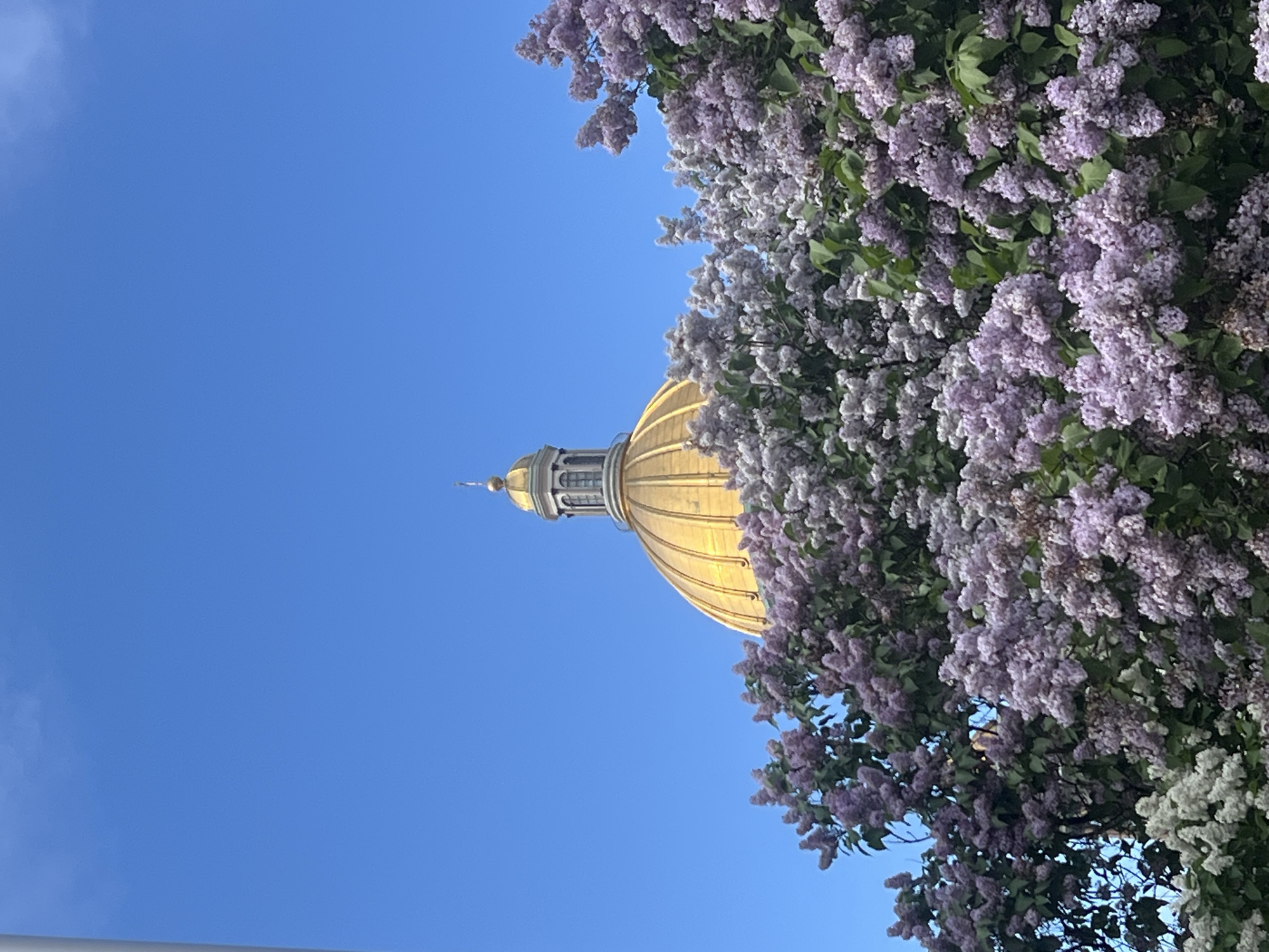 The image features the golden dome of a building, likely a cathedral or government building, partially obscured by a lilac bush in full bloom. The dome is topped with a spire and is lit by sunlight. The lilac bush is dense with purple and white flowers. The sky is a clear, bright blue, with some wispy clouds in the upper left corner. Given the architectural style and the presence of lilac bushes, it is possibly the Saint Petersburg, Russia.