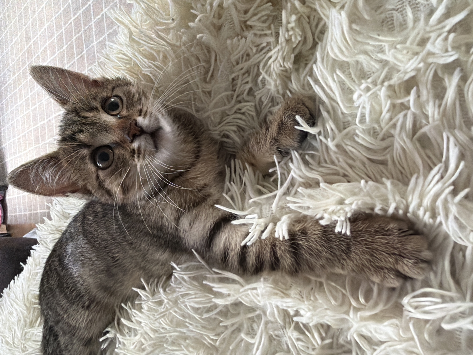 A tabby kitten lies on a shaggy white rug. The kitten's body is mostly visible, with its front left paw extended forward. It has large, round eyes and pointed ears. The background is blurred, but appears to be a tiled floor. The lighting is soft and natural.