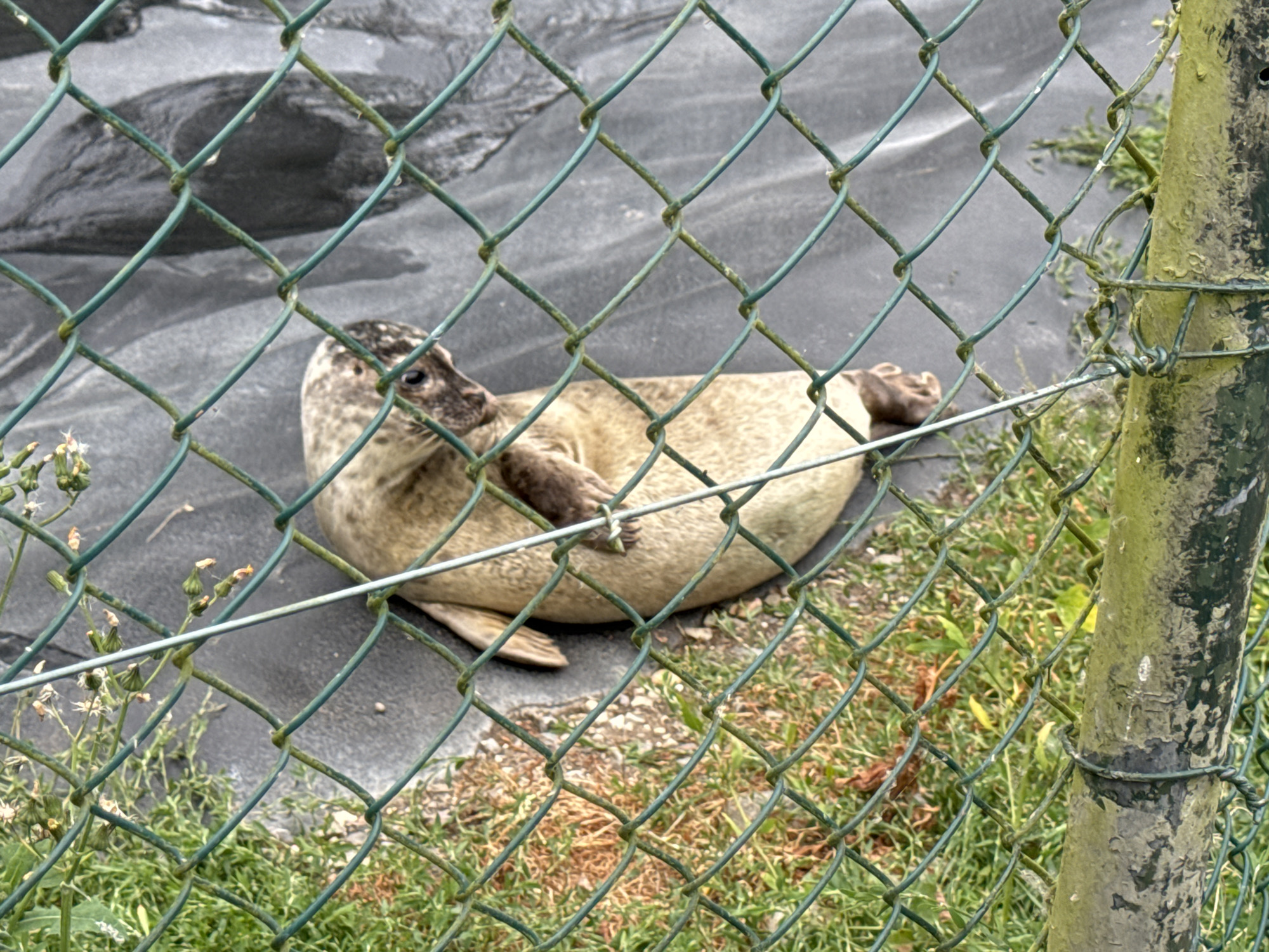 An adult seal is resting on a dark, slightly wet surface behind a chain-link fence. The seal is facing to the left of the frame, with its head turned towards the viewer. Its fur is speckled brown and tan, and its eyes are visible. The seal appears to be in a relaxed pose. The background is out of focus, showing a rough texture. Green grass and some dried vegetation are visible in the foreground, also behind the fence. A weathered, green-painted fence post is on the right side of the image. The scene is likely at a zoo or wildlife sanctuary, possibly in Courtown, Ireland, given the context.