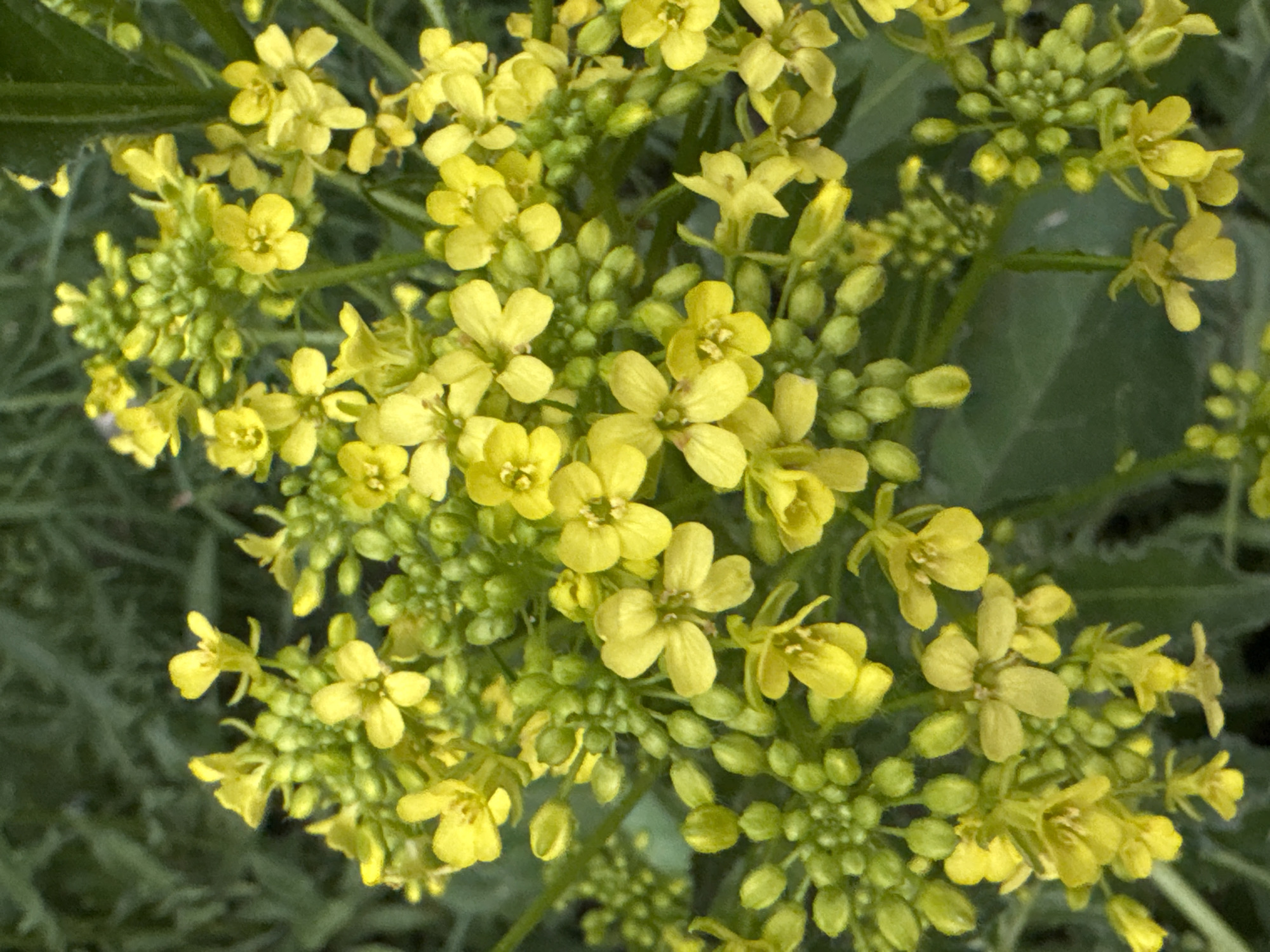 The image shows a close-up view of a cluster of yellow flowers, likely in the *Brassica* family, growing outdoors in Perm, Russia. The flowers have four petals and are clustered together with buds in various stages of development. The background is blurred, suggesting the presence of green foliage. No people are visible. The primary subject of the image is the flowering plant. The environment appears to be natural, possibly a garden or roadside area. The photograph captures the texture and details of the plant in a natural setting.