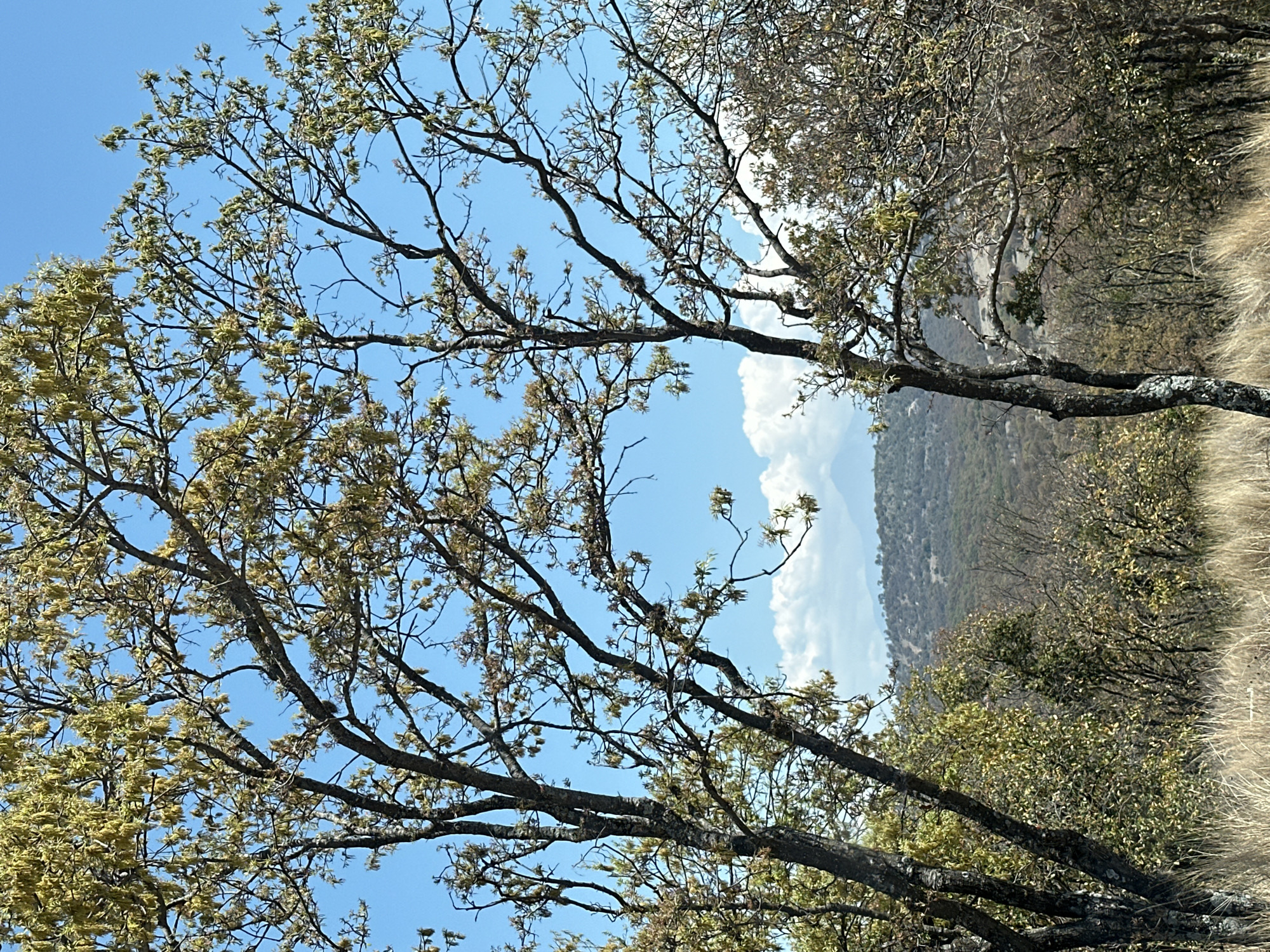 The image captures a natural landscape in Unknown, Unknown, featuring trees with thin branches and light green foliage against a clear blue sky with patches of white clouds. In the background, a mountain range is visible. The foreground consists of dry grass and dense foliage. The perspective is slightly tilted.