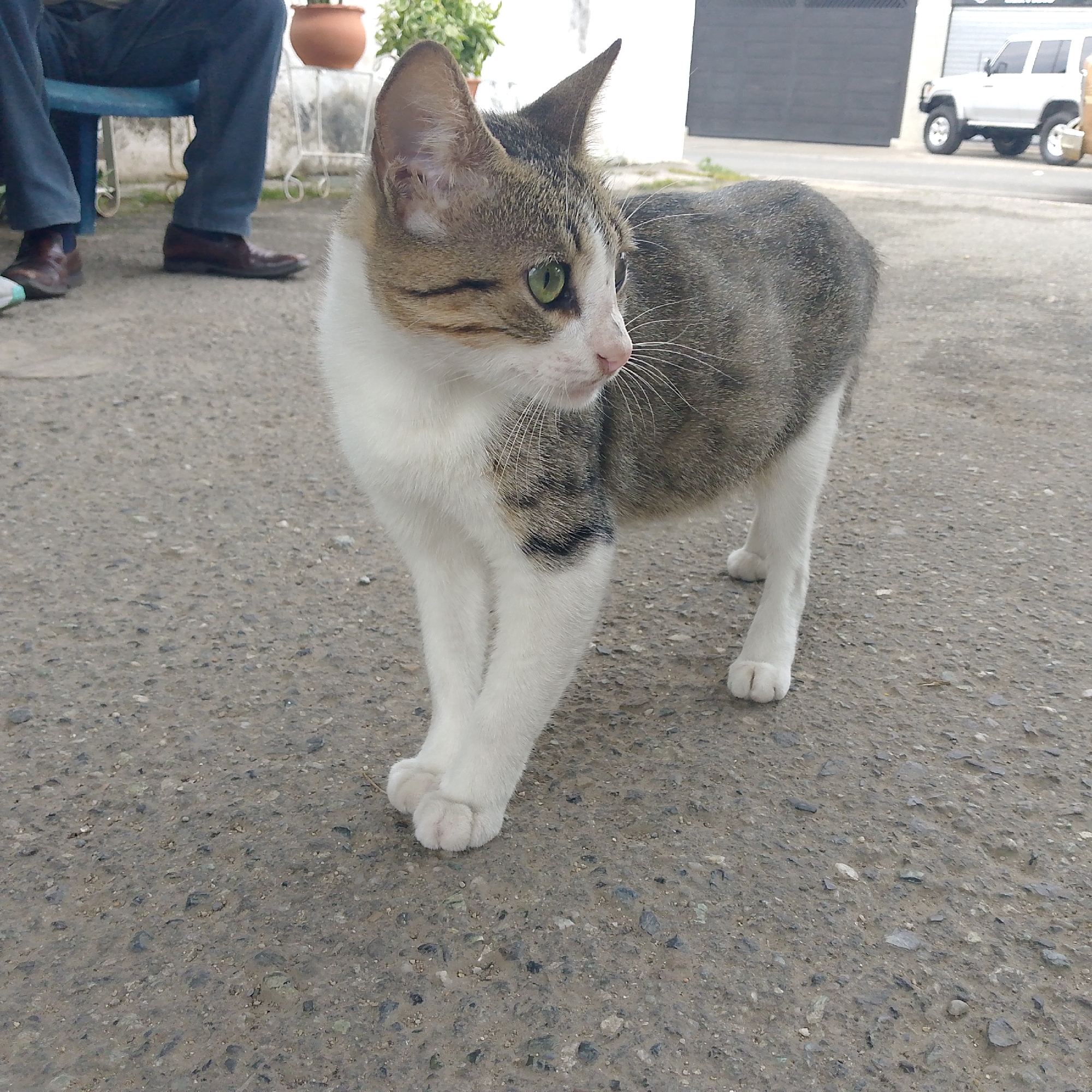 A domestic cat with tabby and white fur is the central subject of the image, standing on a textured grey paved surface, likely asphalt or concrete. The cat has striking green eyes and prominent white whiskers, and it is looking to its right (viewer's left) with an alert and curious expression. Its front paws are positioned close together, with the left paw slightly in front of the right, while its rear paws are spaced further apart. Its fur pattern includes brown and grey tabby markings on its back, head, and part of its sides, contrasted with pure white fur on its chest, belly, and paws. A distinct patch of dark tabby fur is visible on its upper front leg.
In the background, on the left side, the lower half of a person is visible, seated on a blue plastic chair. The person wears blue pants and dark brown shoes. Behind them, a terracotta pot holds green foliage. On the right side of the background, a white SUV or truck is partially visible parked on the paved surface, with a dark grey garage door or gate and a white wall further back. The scene appears to be an outdoor setting, possibly a driveway or street in Tinaquillo, Venezuela, under natural daylight, suggesting late morning or early afternoon with soft, diffused lighting. There is no visible text in the image.