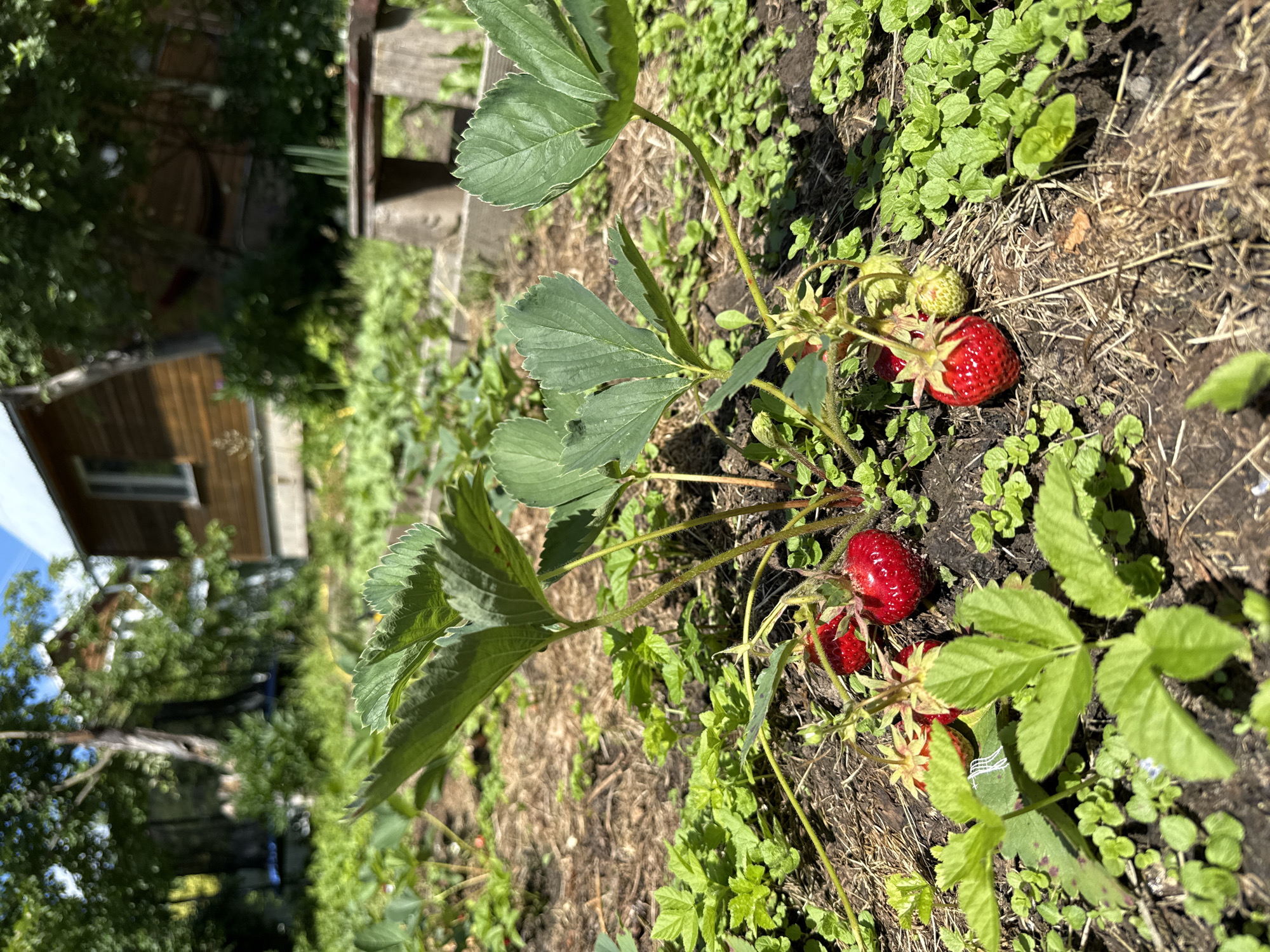A close-up, slightly tilted view shows a strawberry plant with ripe red berries growing in a garden. The plant has several green, serrated leaves and stems with tiny hairs. Some berries are fully red and plump, while others are still green and developing. The ground is covered with dark soil, dry grass, and small green plants. In the background, out of focus, is a wooden structure that appears to be a small house or shed, partially obscured by trees and greenery. The overall scene suggests an outdoor, sunny environment, likely a garden in a rural or suburban setting. The light suggests it is daytime. There is no visible text in the image.