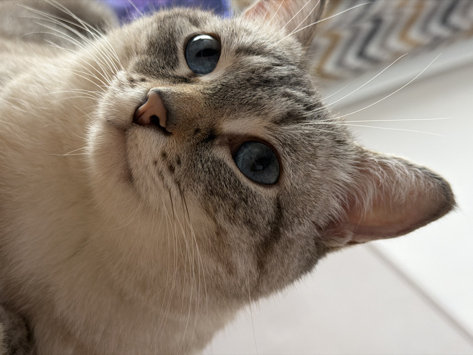The image displays a close-up portrait of a domestic cat with distinctive blue eyes and light-colored fur. The cat's head and upper chest fill the majority of the frame, captured from a low angle looking upwards. The fur exhibits a lynx point-like pattern, with light cream or tan fur on the muzzle and chin, contrasting with darker grey-brown tabby stripes on the forehead, around the eyes, and on the cheeks. Its eyes are a prominent bright blue, with slightly dilated, elliptical pupils. A small, pale pink nose is centrally located, and numerous long, white vibrissae (whiskers) extend from its muzzle. The cat's left ear (viewer's right) is visible and sharply pointed, showing light-colored fur on its inner surface. The cat's expression appears alert and calm, with its gaze directed slightly upward and to the viewer's right. The background is heavily blurred; the upper right features a solid white or very light surface, while the upper left shows a diffused, multi-toned pattern, possibly a textile with a zig-zag or chevron design in muted grey, beige, and darker tones. A blurred, faint purple or blue color is visible in the lower left background. There are no individuals, objects, or environmental details within the visual scope of this image that provide any identifiable geographical markers for a specific location in Perm, Russia.