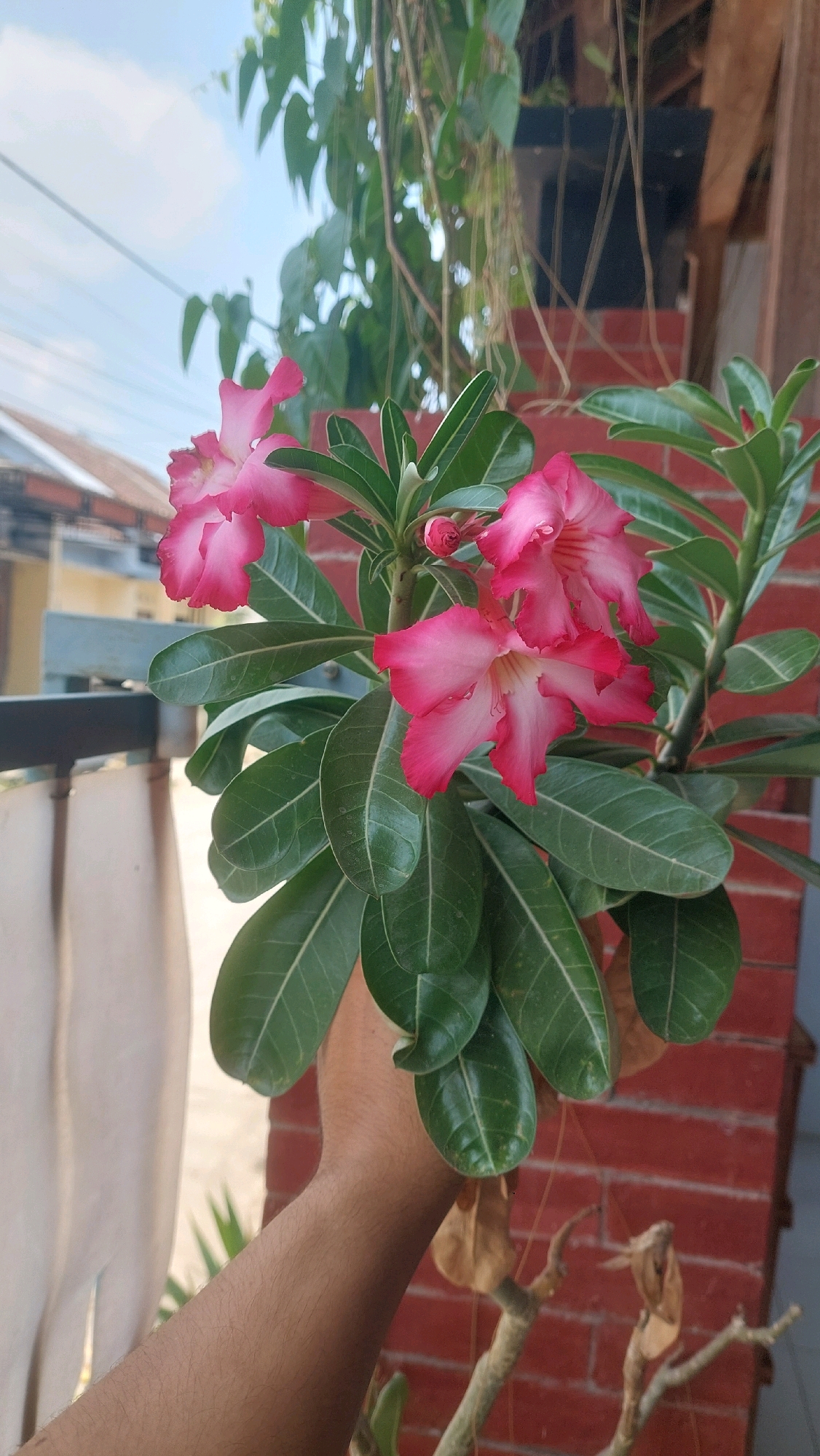 In Babadan, Indonesia, a person's arm is visible in the foreground, holding a potted plant with several vibrant pink and white flowers. The plant has lush green leaves. In the background, a brick wall with visible mortar is present, suggesting an outdoor setting, possibly a residential area. Overhanging vines and foliage partially obscure the view of the sky and the surrounding buildings, which appear to be houses. The overall scene suggests a close-up view of a flowering plant being tended to outdoors.
