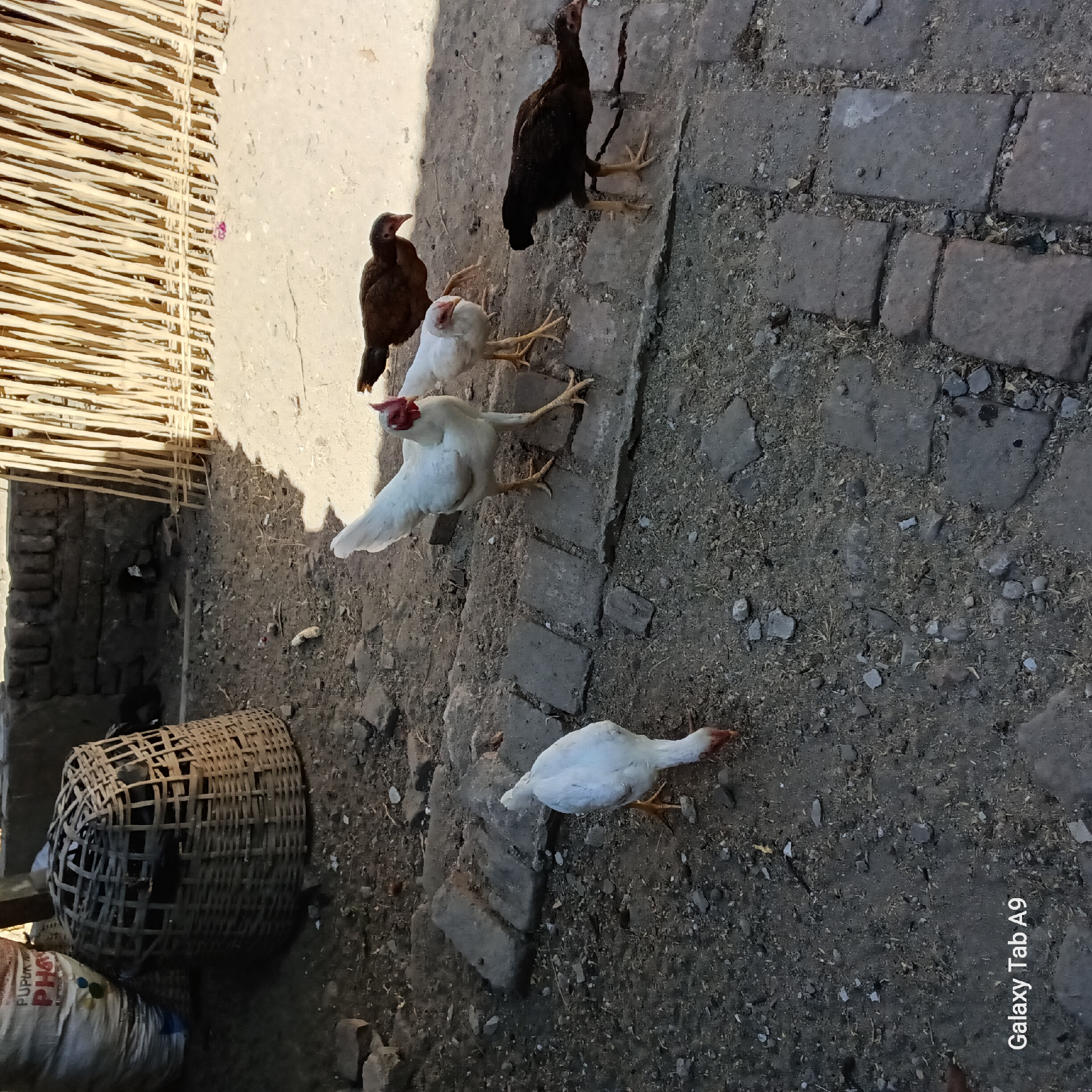 The image depicts an outdoor scene in Trenggalek, Indonesia, featuring four chickens on a dirt and brick pathway. One white chicken is in the foreground, pecking at the ground. Behind it, a white chicken with red comb and wattles stands facing the camera. Further back, two darker-colored chickens, one brown and one black, are also visible. To the left, a woven basket sits next to a large, white bag with Indonesian text that appears to be "PUPUK". In the background, a brick wall and a fence made of vertical wooden poles are present. The lighting suggests it is daytime, with shadows cast on the ground. The bottom left corner of the image displays "Galaxy Tab A9" indicating the device used for capture.