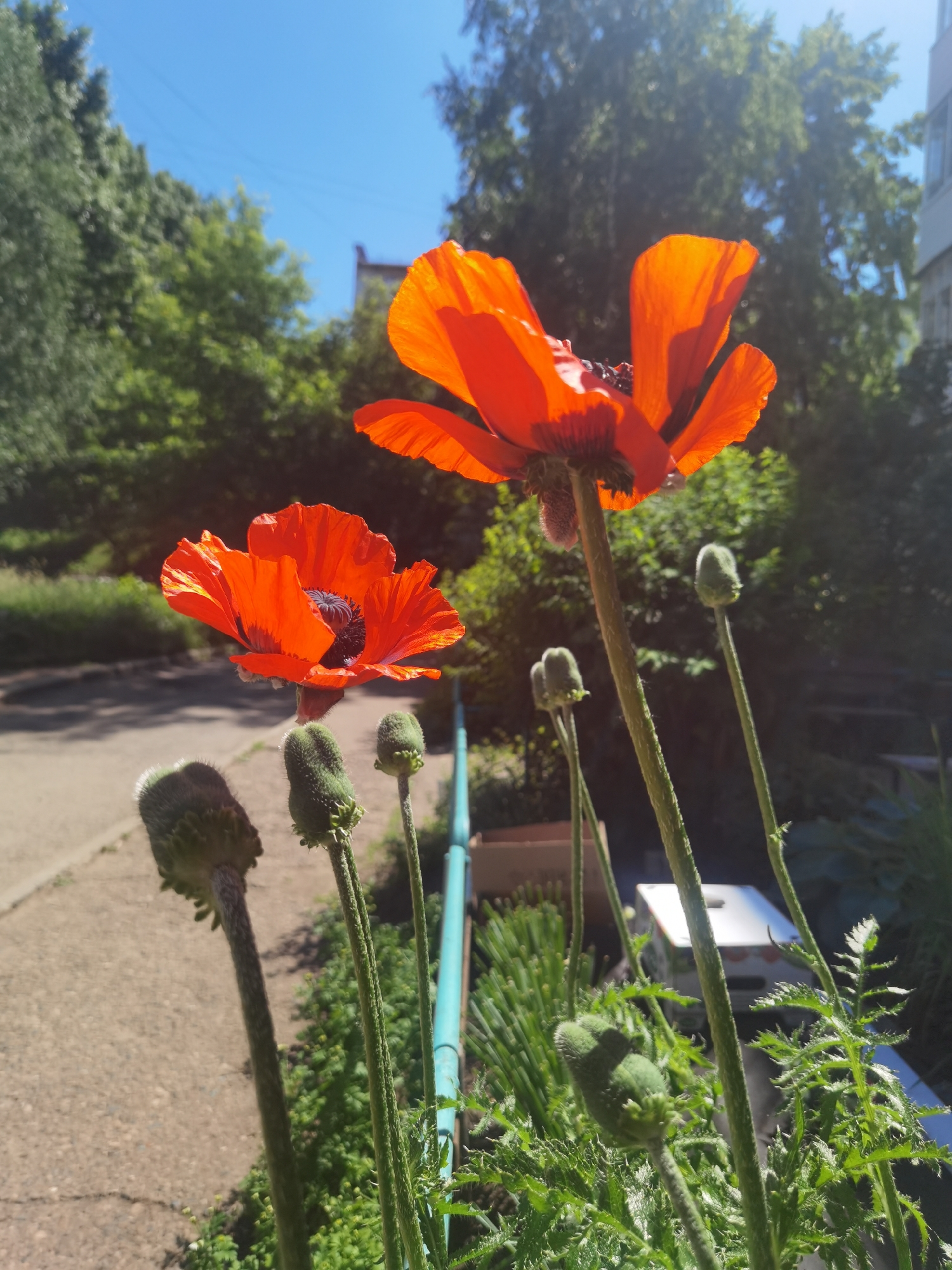 In Chaikovsky, Russia, a close-up, low-angle shot captures two vibrant red poppies in bloom under a clear blue sky. The poppies, with their delicate, ruffled petals and dark centers, are the main subjects, positioned prominently in the foreground. Surrounding them are several unbloomed poppy buds, their green, fuzzy exteriors hinting at future blossoms. The background is a blur of lush green trees and foliage, with a hint of a building and a paved walkway suggesting an urban or suburban park setting. The sunlight casts a warm glow on the flowers, highlighting their textures and bright colors.