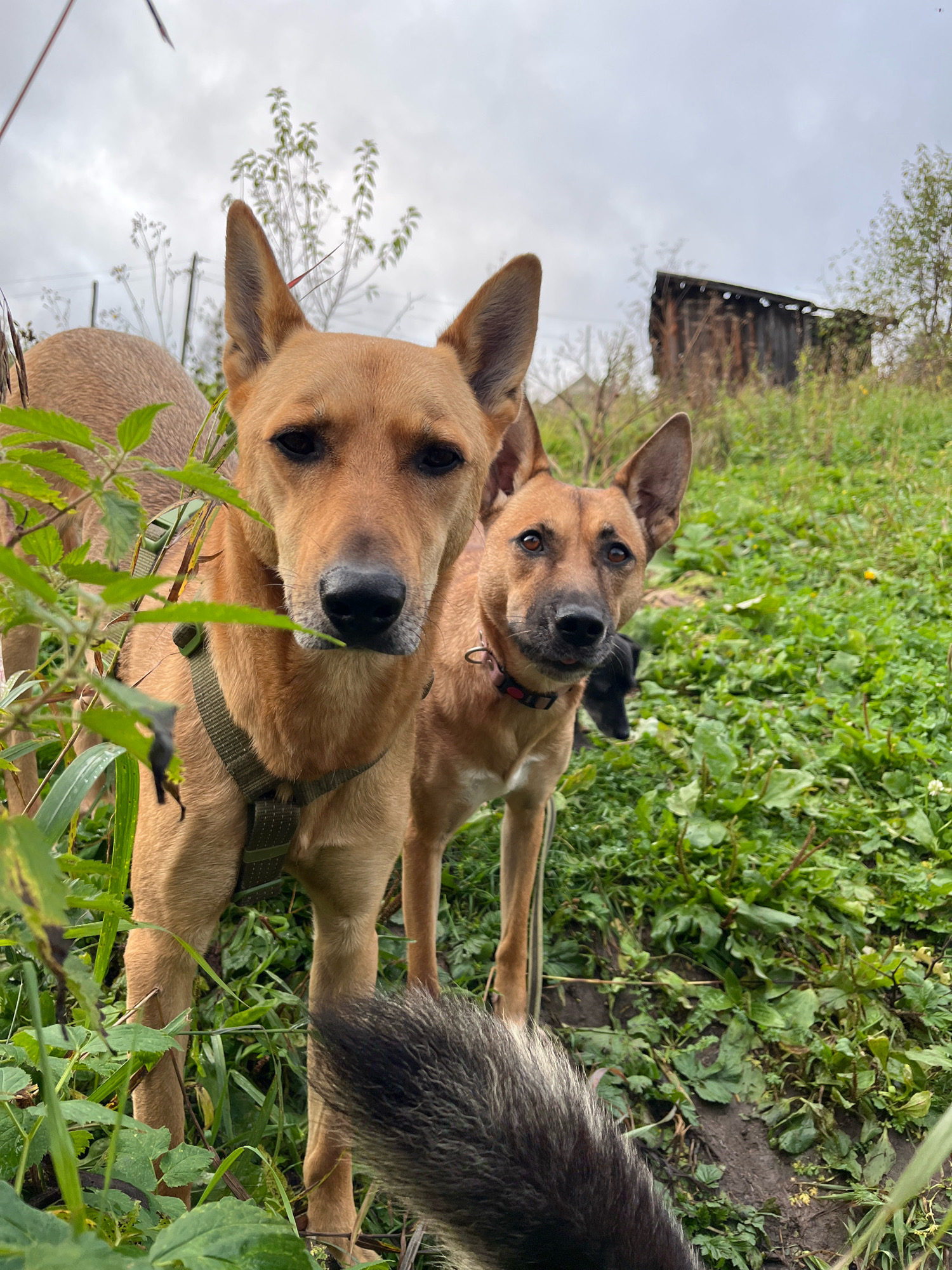 Two tan-colored dogs are standing in a grassy area with greenery in the foreground and background. The dog in the foreground is facing the camera and is wearing a green harness. A second tan-colored dog is to the right and slightly behind the first dog, also facing the camera. A small black dog is visible behind the second tan dog. In the background, there is a dilapidated wooden structure and some trees. The sky is overcast. The scene appears to be in a rural or semi-rural setting, possibly on the outskirts of Nizhny Tagil, Russia, given the presence of what looks like an old outbuilding and the natural landscape.