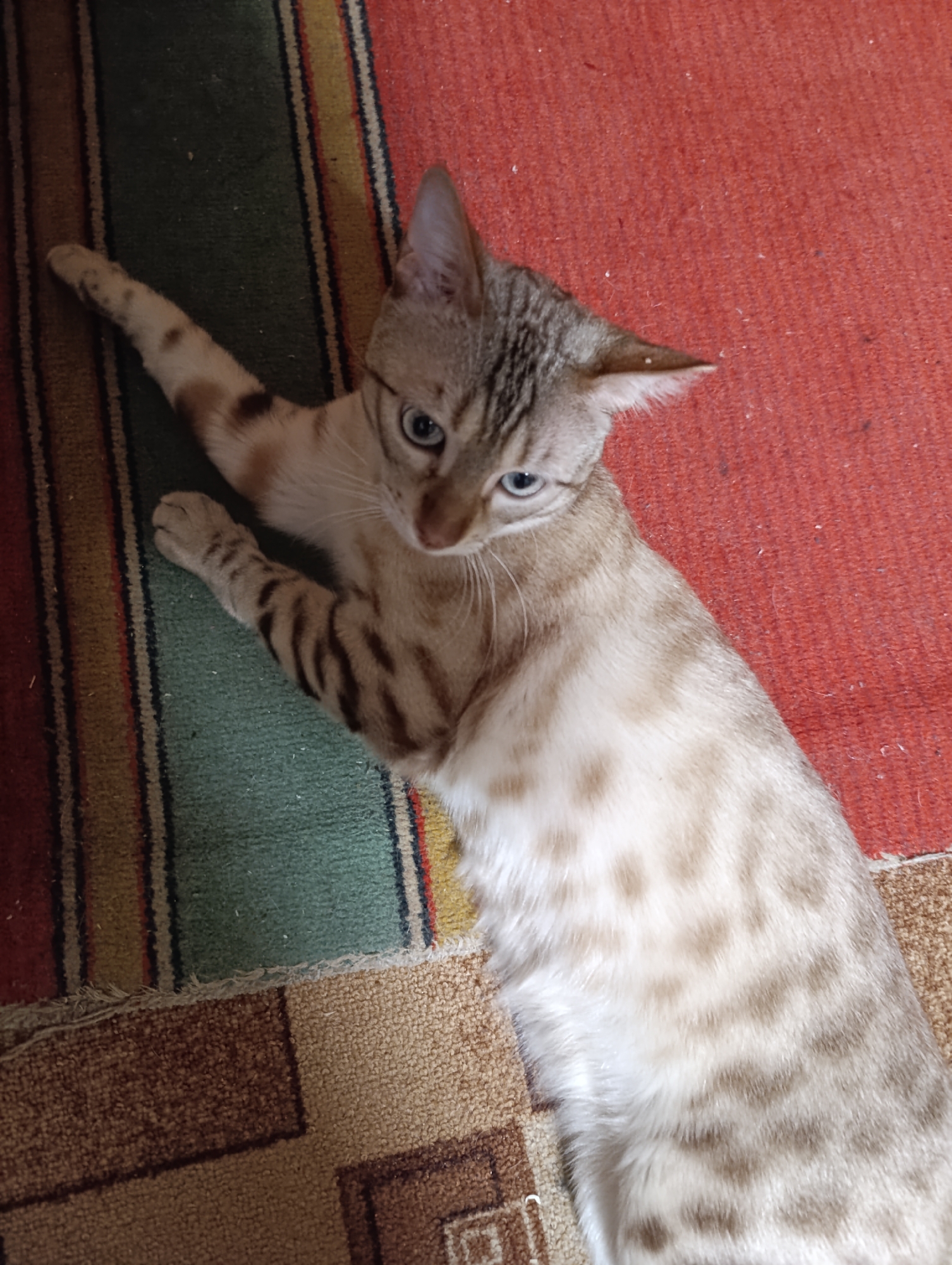 A light-colored, spotted Bengal cat lies on a rug with multicolored stripes of green, red, brown, and yellow. The cat is positioned diagonally across the frame, with its head towards the upper center and its body extending towards the lower right. The cat's right foreleg is extended straight out over the green stripe. Its eyes are light blue. The surface beneath the rug appears to be a patterned carpet, possibly in brown and beige tones.