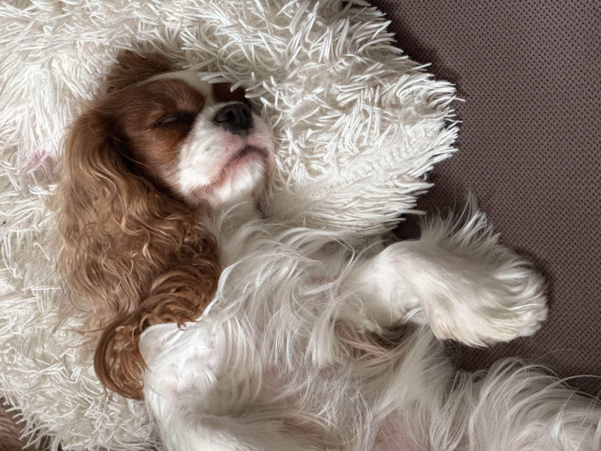 A Cavalier King Charles Spaniel is sleeping on a white, fluffy blanket that is resting on a brown surface. The dog is lying on its back with its paws in the air. The dog is brown and white, and its fur is long and curly. The dog's eyes are closed, and its mouth is slightly open. The brown surface appears to be textured. The location of the image in Budva, Montenegro is unknown, based solely on the given picture.