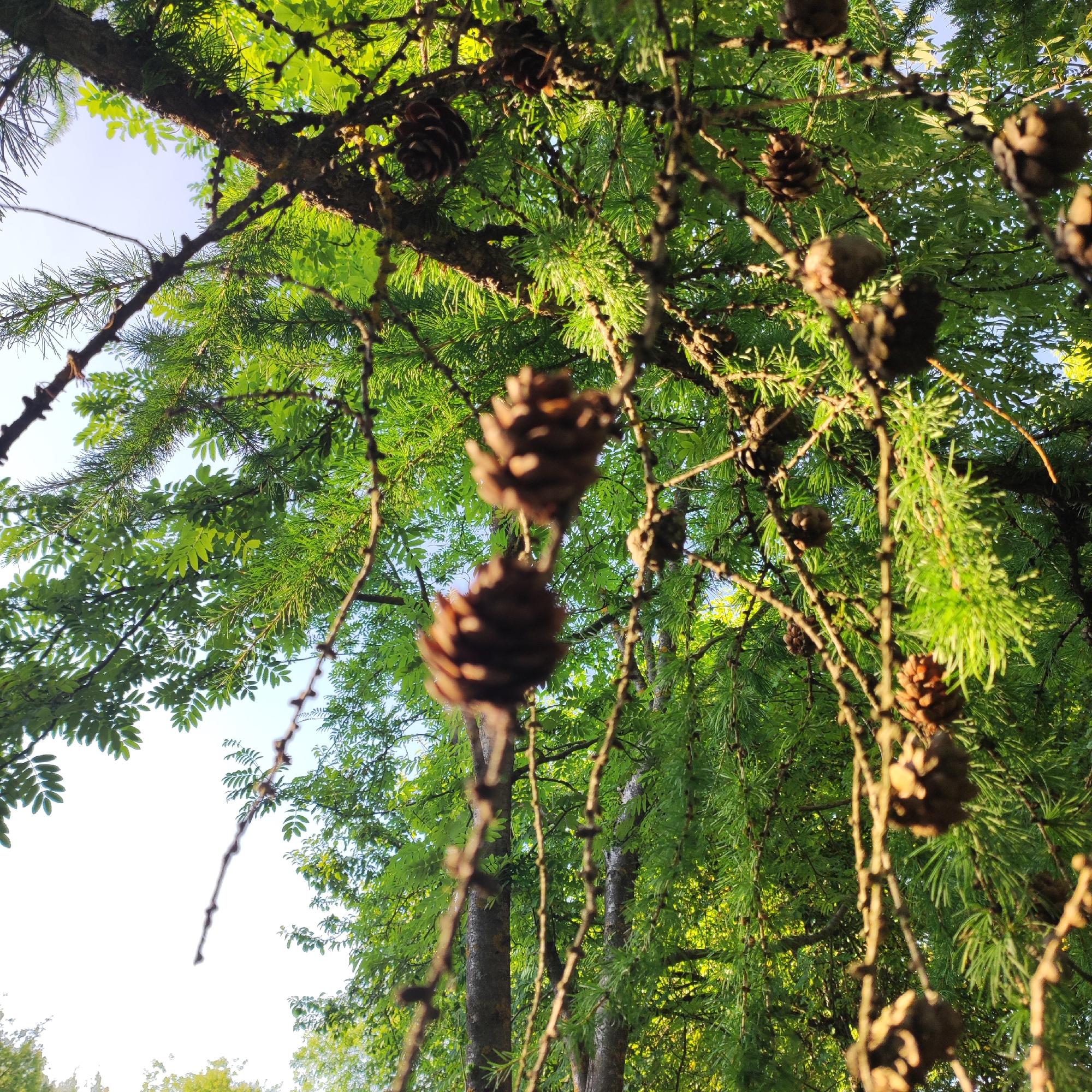 The image shows a close-up view of pine cones hanging from branches of a coniferous tree, likely a larch, in Sosnovo, Russia. The branches are covered in lush green needles, suggesting it is springtime or summer. The background consists of more greenery and a bright sky. The lighting indicates it is daytime, possibly late afternoon or early morning due to the warm glow on some of the needles and cones. The focus is on the pine cones, with some in sharp focus and others blurred by the shallow depth of field. The scene is entirely natural, with no human presence or man-made objects visible. The environment appears to be a forest or park.