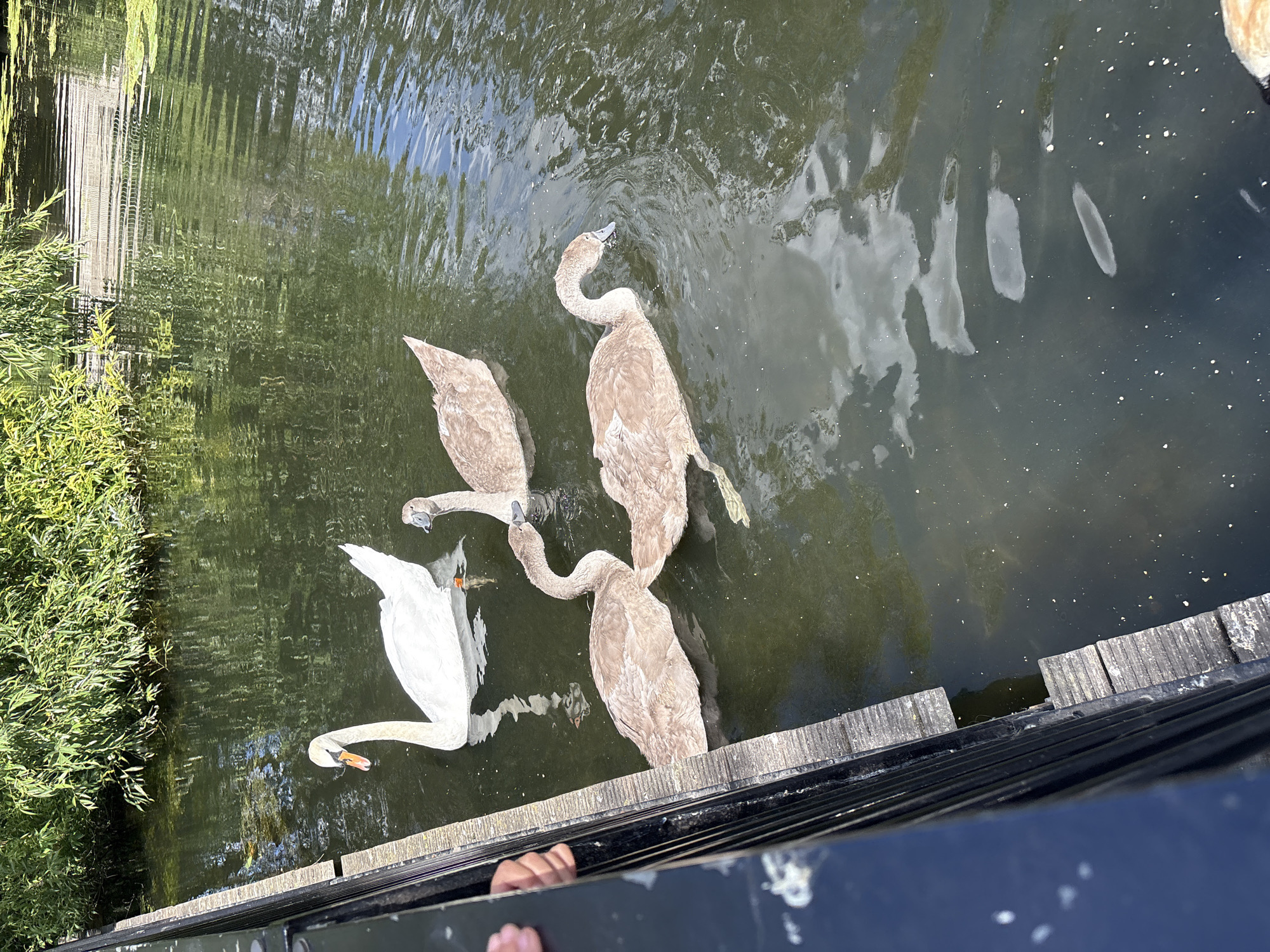 The image captures a serene scene of several swans on a body of water, likely a canal or river, in Chelmsford, United Kingdom. The water reflects the surrounding greenery and the sky, creating an impressionistic effect. There is one white swan in the foreground, its neck gracefully curved as it dips its head towards the water, possibly feeding. Behind it, three brown-feathered young swans are clustered together, two with their heads raised and one with its head down. The swans are in a calm state, suggesting a peaceful moment in their day.
The setting appears to be a canal-side environment, with lush green vegetation visible on the left bank and a wooden walkway or bridge railing along the bottom of the frame. The railing is made of weathered planks and is a dark, metallic color. Sunlight is casting reflections on the water, indicating it is daytime, likely midday or afternoon given the brightness. The overall mood is tranquil and natural. There is a partial view of a person's hand and arm in the lower-center of the frame, suggesting someone is observing the swans from the bridge. No text is visible in the image.