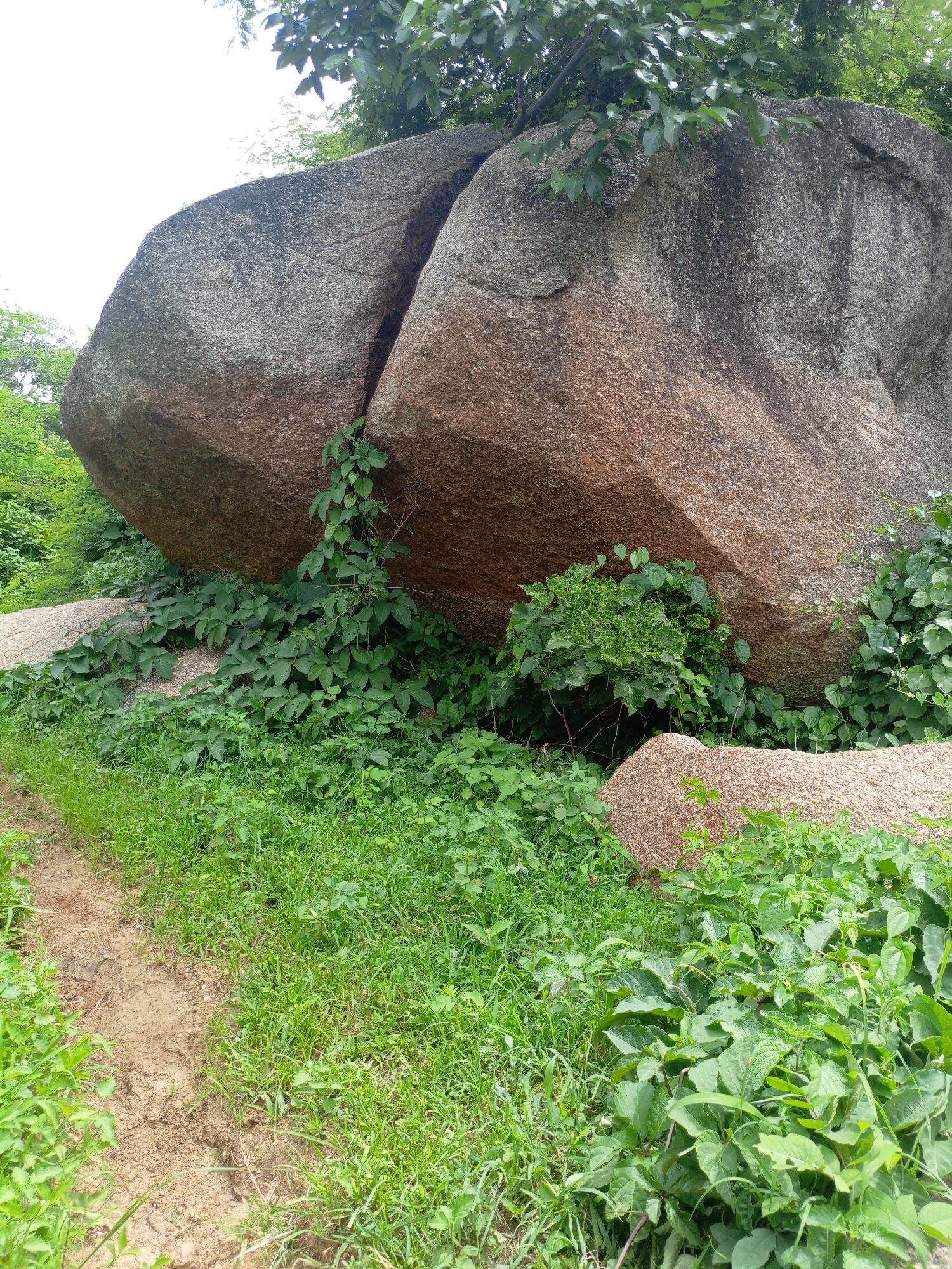 The image depicts a natural scene featuring large boulders and lush green vegetation. In the foreground, a dirt path runs along the left side, bordered by grass and dense leafy plants. To the right and behind the path, the landscape is dominated by several massive, weathered boulders. One particularly large boulder, split in the middle, leans against other rocks and is partially covered by climbing vines and smaller green plants. The background reveals more greenery and trees, suggesting a rural or natural outdoor environment. There are no people or animals visible in the image. The scene appears to be located in a hilly or rocky area with abundant plant life, possibly a natural park or wilderness area within or near Rinjim Gani, Nigeria.