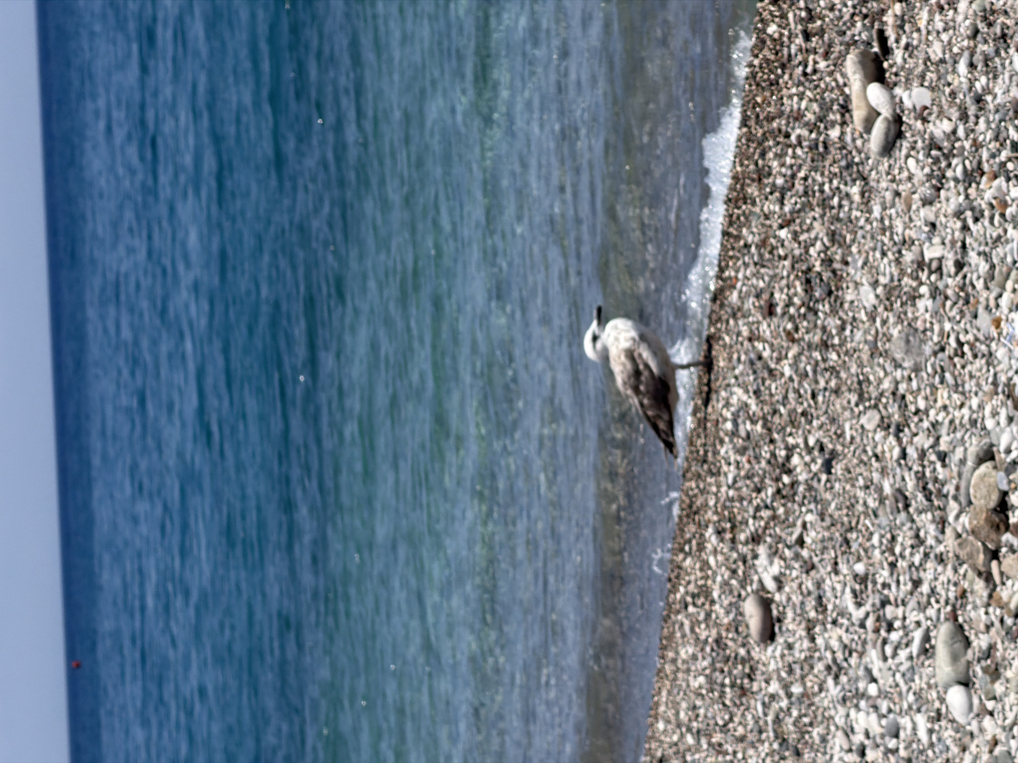 A vertical, eye-level shot captures a seagull standing on a pebble beach adjacent to the turquoise waters of the Mediterranean Sea in Kemer, Turkey. The seagull, with its white and grey plumage, faces left, its beak slightly open. The pebbled shore is a mosaic of small, smooth stones in various shades of grey, white, and brown, with a few larger, rounded stones scattered about. Gentle waves lap the shore, creating a frothy white line where the water meets the land. In the distance, the vast expanse of the sea stretches towards a clear, light blue sky. A small red buoy is visible on the horizon. The overall scene evokes a sense of peace and natural beauty.