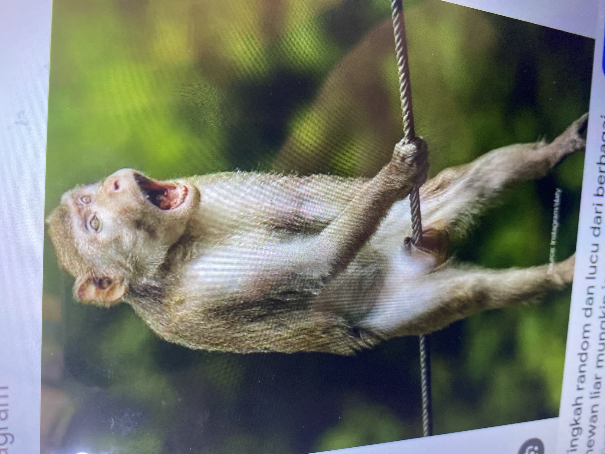 A close-up, medium shot captures a macaque monkey in mid-yawn, its mouth wide open, revealing its teeth and tongue. The monkey is perched on a thick, braided rope, holding onto it with its right hand, its left arm bent. Its fur is a mix of brown and tan, with lighter fur on its chest and underbelly. The monkey's eyes are wide and alert, and its ears are visible. The background is a soft-focus blur of green foliage, suggesting a natural, outdoor environment. The lighting is natural and slightly diffused, highlighting the texture of the monkey's fur. The overall impression is one of a candid moment, capturing the animal in a moment of expression. There is no indication of the city of Ta', Indonesia in this image.