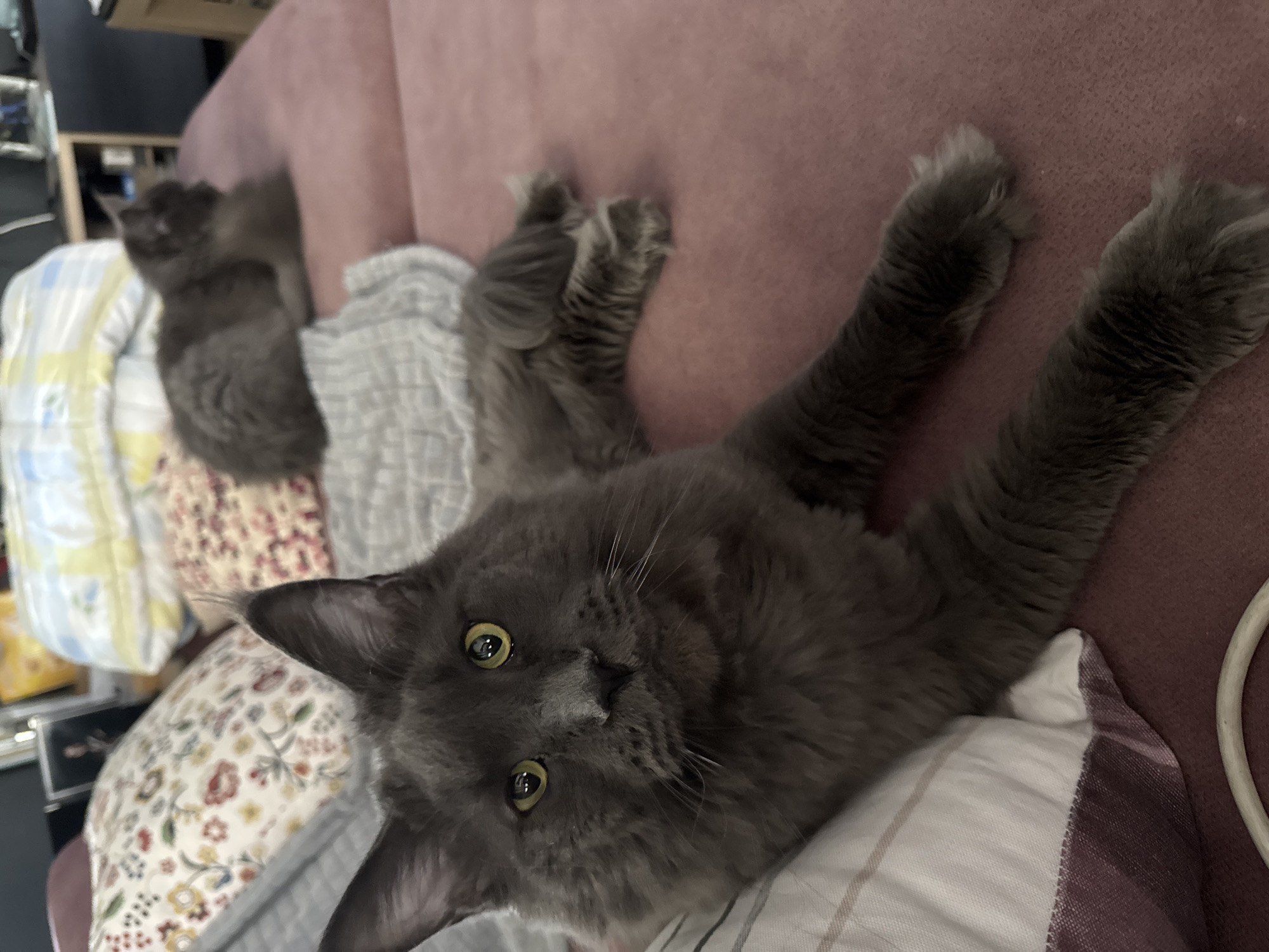 The image shows a close-up of a large, fluffy gray cat lying on a pink sofa. The cat is the primary subject, with its face and paws prominently displayed. Its eyes are wide open and a striking yellow-green color. The cat's fur is long and appears very soft. Its front paws are extended upwards and resting on the sofa. In the background, another smaller gray cat can be seen curled up on a pile of blankets and pillows. The setting appears to be a domestic environment, likely a living room, with the sofa being the main piece of furniture. There are several patterned pillows and blankets around the cats, adding texture and color to the scene. One pillow has a floral pattern with white, pink, and yellow accents, while another has a plaid pattern of white and purple. The lighting suggests it might be daytime, possibly indoors with ambient light. The overall mood is relaxed and peaceful, with the cats appearing comfortable and at ease. There is no visible text in the image.