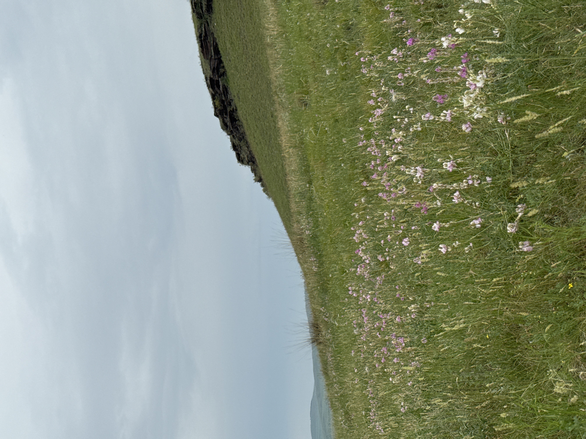 The image shows a grassy hillside dotted with clusters of small pink and white wildflowers under a cloudy sky. The hillside slopes upwards to the right, where it meets a dark, rocky outcrop along the crest. In the distance to the left, rolling hills are visible. The foreground is filled with tall green grass and more of the wildflowers. There are no people or man-made structures visible in the image. This scene is likely located in the rural area surrounding Троицкое, Russia.