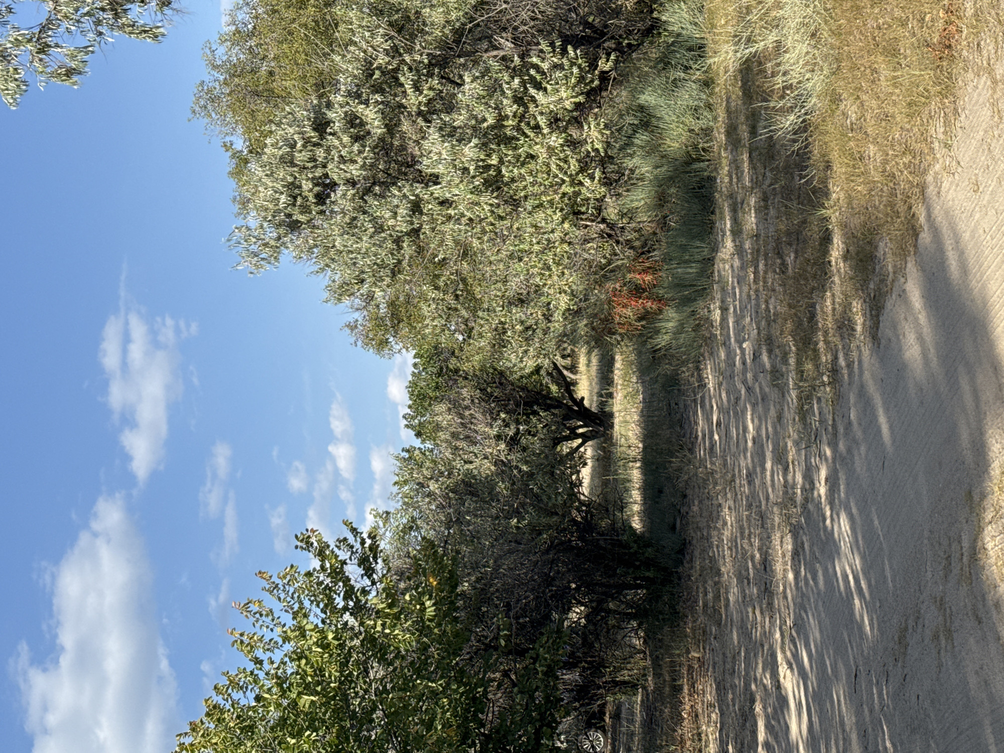 The image depicts a natural outdoor scene on a sunny day with scattered white clouds in a blue sky. In the foreground, a dirt path or road is visible, with dappled sunlight casting shadows from unseen trees. The path leads into an area with dry grass and various types of vegetation. To the left, a portion of a dark-colored vehicle is visible, with a wheel showing. The middle ground features dense foliage and trees, with some branches extending towards the sky. In the background, more trees and vegetation are present, suggesting a park or natural landscape. The overall impression is a peaceful, sun-drenched environment, possibly a rural or semi-rural setting. The image does not contain any identifiable landmarks or specific clues to pinpoint its exact location within Basbeshik, Kyrgyzstan, beyond being a natural outdoor area. There are no people or explicit actions depicted in the scene.
