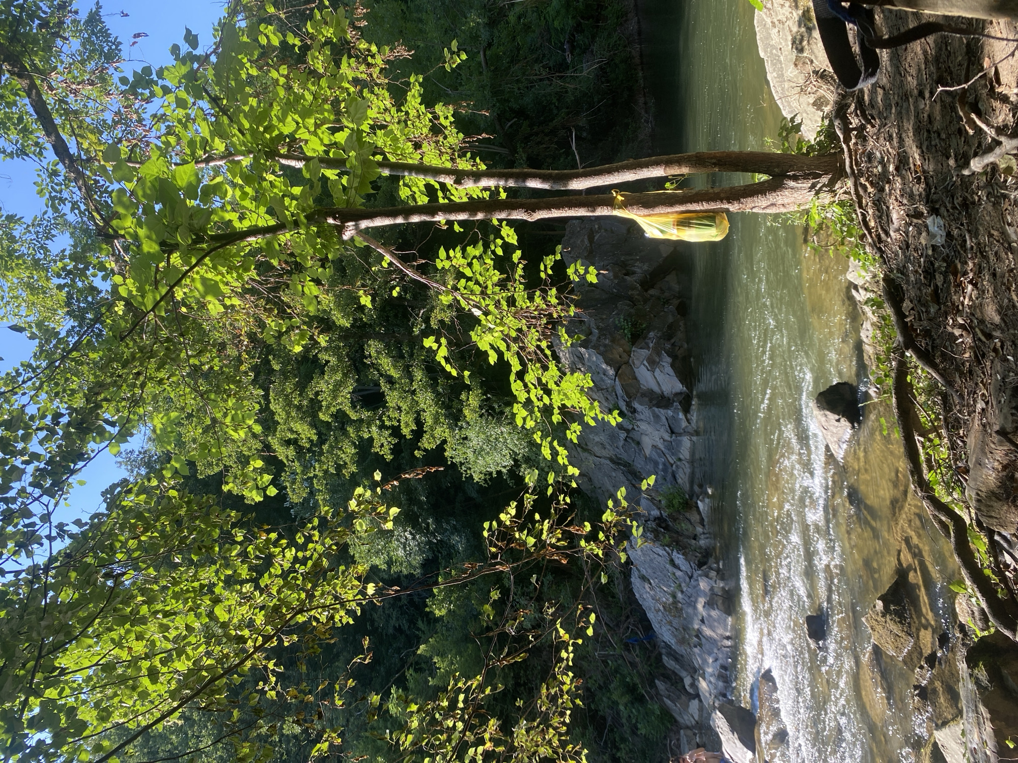 The image shows a scenic view of a river flowing through a wooded area. In the foreground, tree branches with green leaves are illuminated by sunlight, casting shadows on the ground. A tree with two trunks stands on the bank of the river, with a yellow plastic bag hanging from one of its trunks. The river is shallow and rocky in parts, with clear water revealing the riverbed and submerged rocks. On the left bank, large grey rocks and lush green vegetation are visible. In the background, a dense forest covers the hills. The sky is clear and blue. The scene suggests a natural setting, possibly a park or recreational area, with elements of human presence, indicated by the plastic bag. The location is identified as being in the city of Debnevo, Bulgaria.