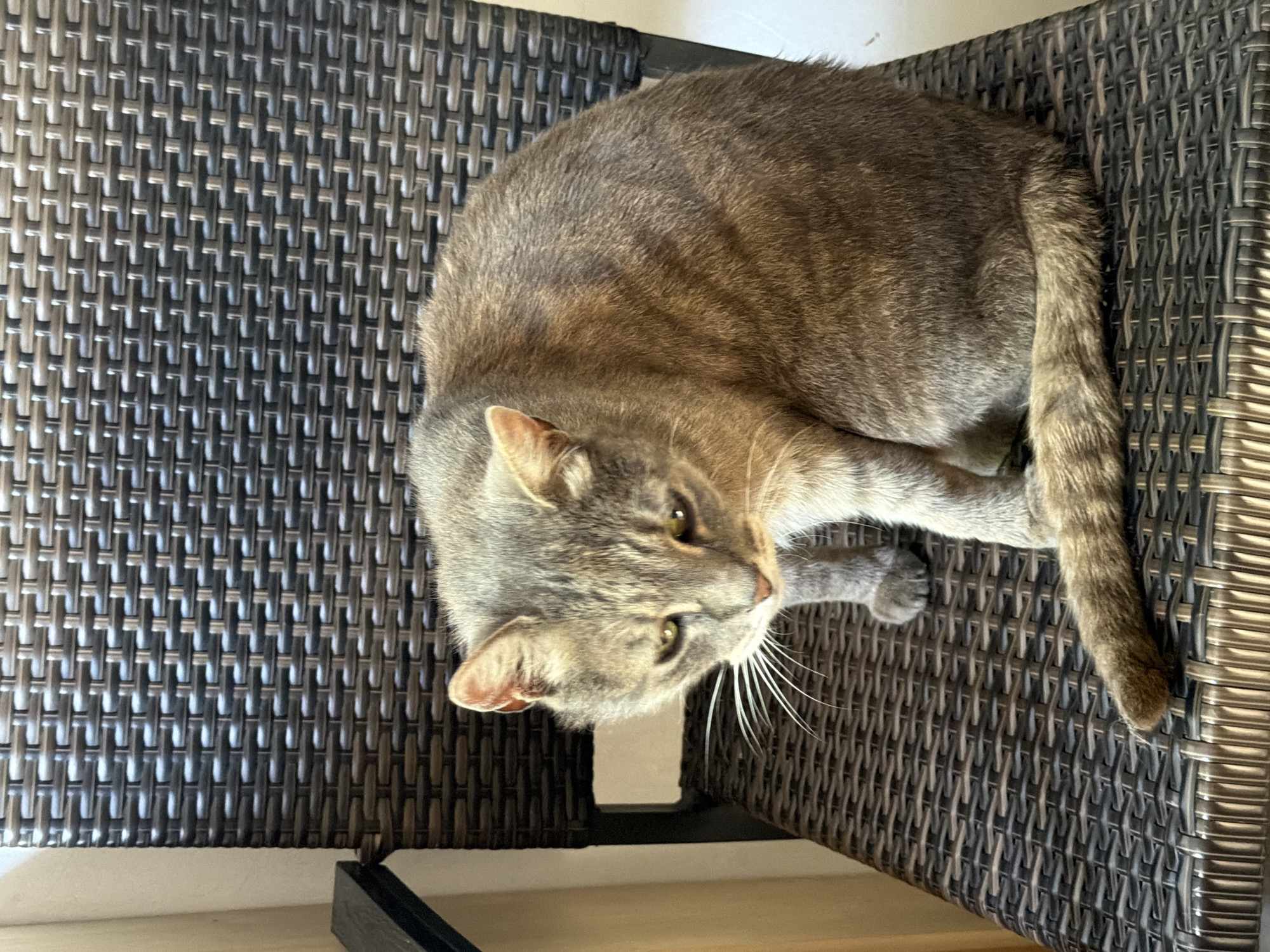 A gray tabby cat is sitting on a dark brown wicker chair. The cat is facing to the left, with its head tilted down and its eyes looking downwards. Its tail is curled around its body. The chair is located outdoors, likely on a patio or balcony, with a light-colored wall visible in the background. The image was taken in the city of Prosena, Bulgaria.