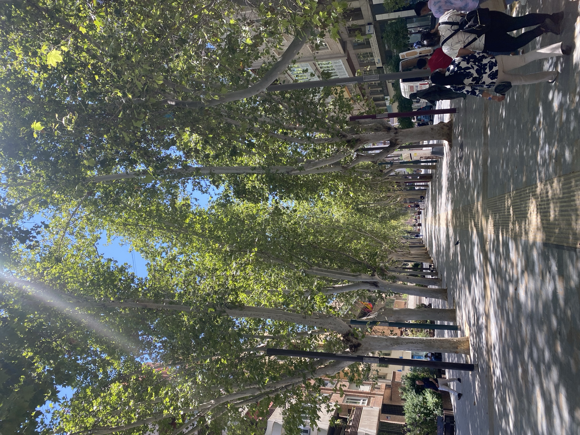 This image depicts a sun-dappled pedestrian walkway lined with trees. Several people are walking along the path, some appearing to be dressed casually for warm weather. The trees, with their large leaves and thick trunks, create a canopy overhead, casting intricate shadows on the walkway.
In the background, buildings with multiple stories are visible, suggesting an urban or semi-urban setting. The architecture appears to be European, with features like balconies and windows. The bright sunlight and clear blue sky visible through the leaves indicate a sunny day, likely midday. The overall mood is serene and leisurely, with people enjoying a walk in a pleasant outdoor environment. The specific location is noted as Murcia, Spain. There is no visible text in the image.