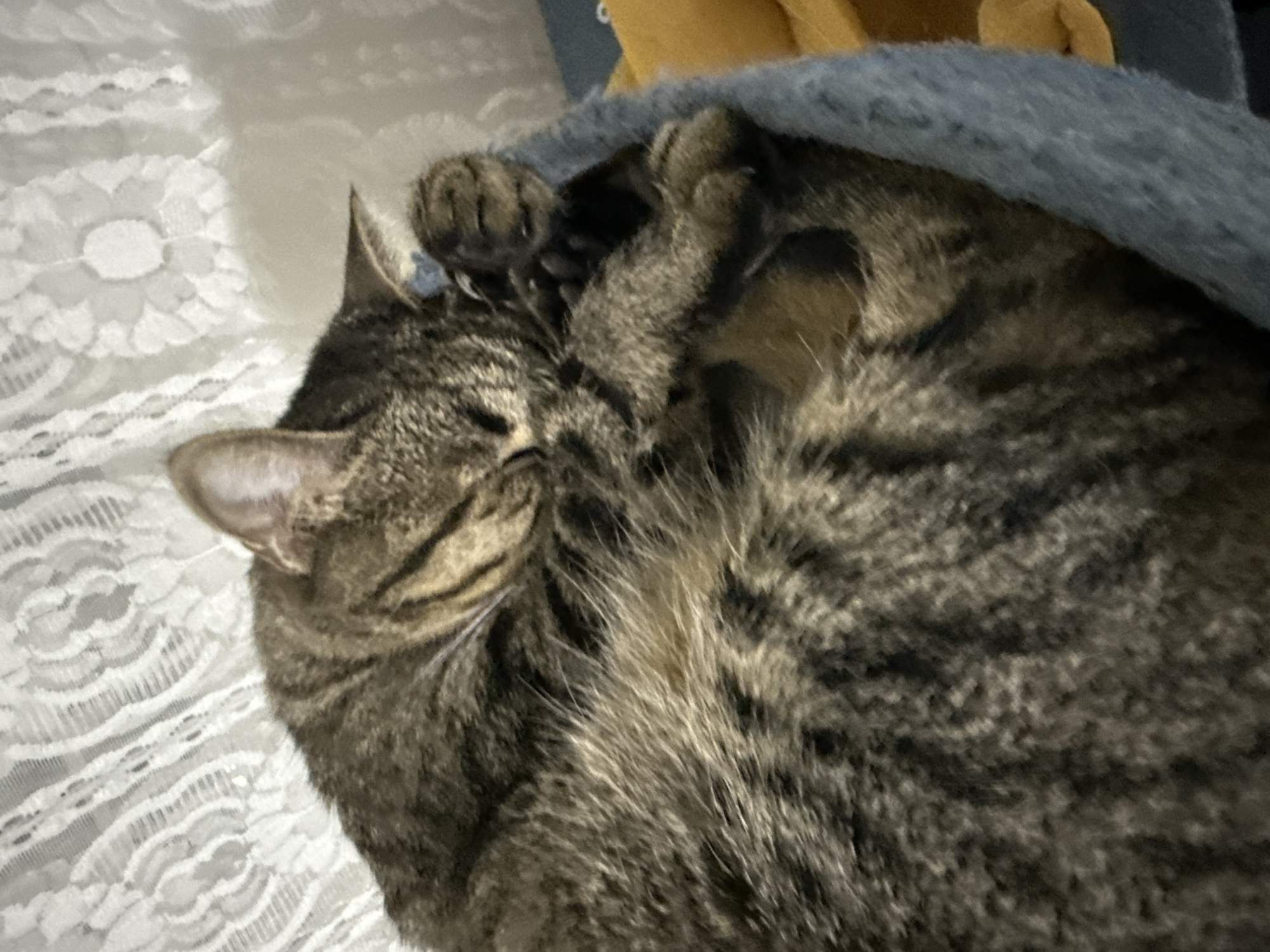 A tabby cat is curled up on a bed, partially covered by a gray blanket. The cat's head is near the edge of the bed, and its paws are tucked under its chin. The bed is covered with a white lace-patterned fabric. A yellow object, possibly a toy or blanket, is visible under the gray blanket.