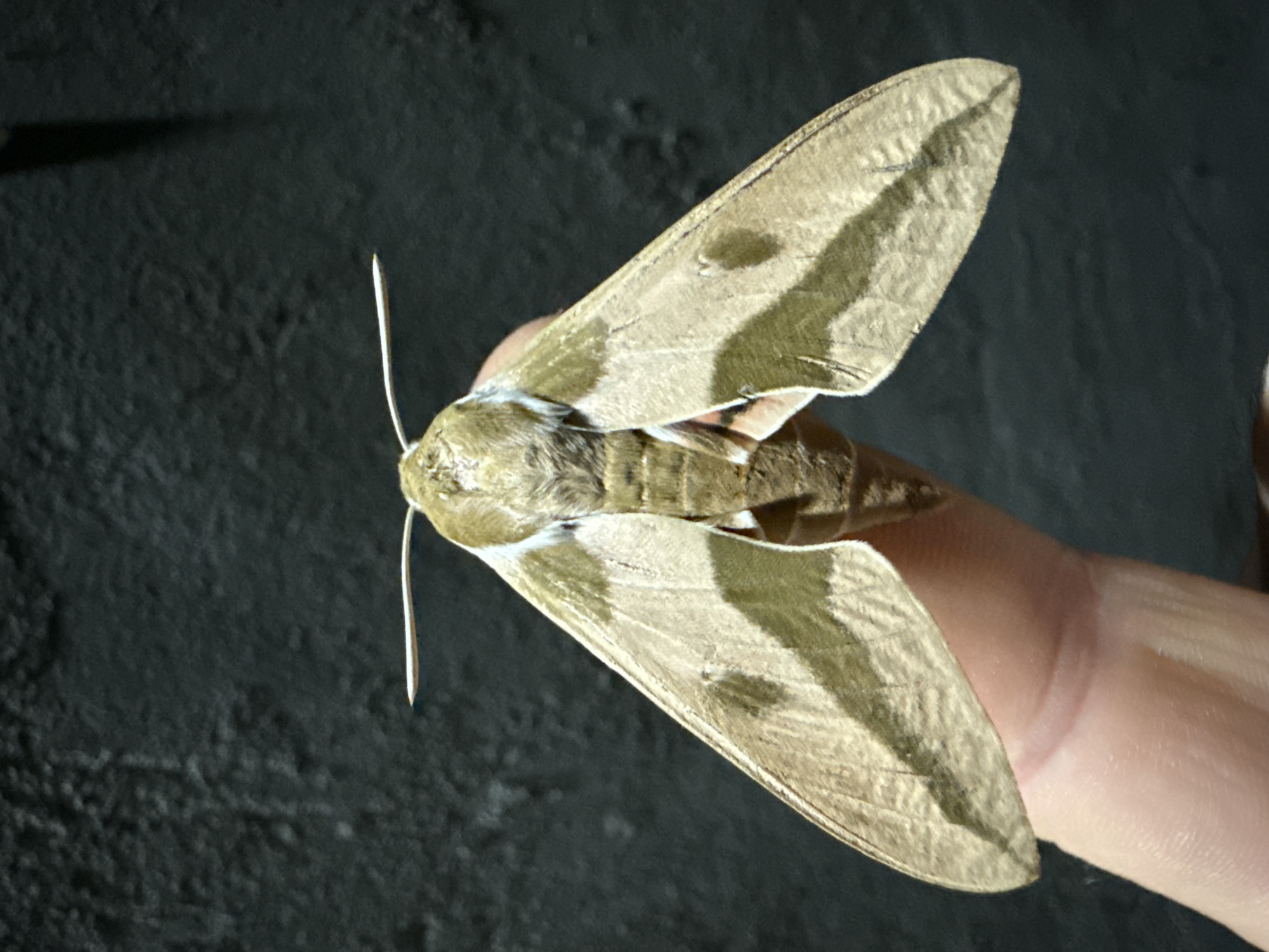 An adult moth, likely a hawk moth due to its size and wing shape, is being held on a person's finger. The moth has a tan body with darker brown markings on its wings. The background is a dark, textured surface. The image appears to have been taken in the city of Serebryakovka, Russia, though no specific landmarks are visible in the frame. The lighting suggests an indoor setting or an area with controlled lighting.