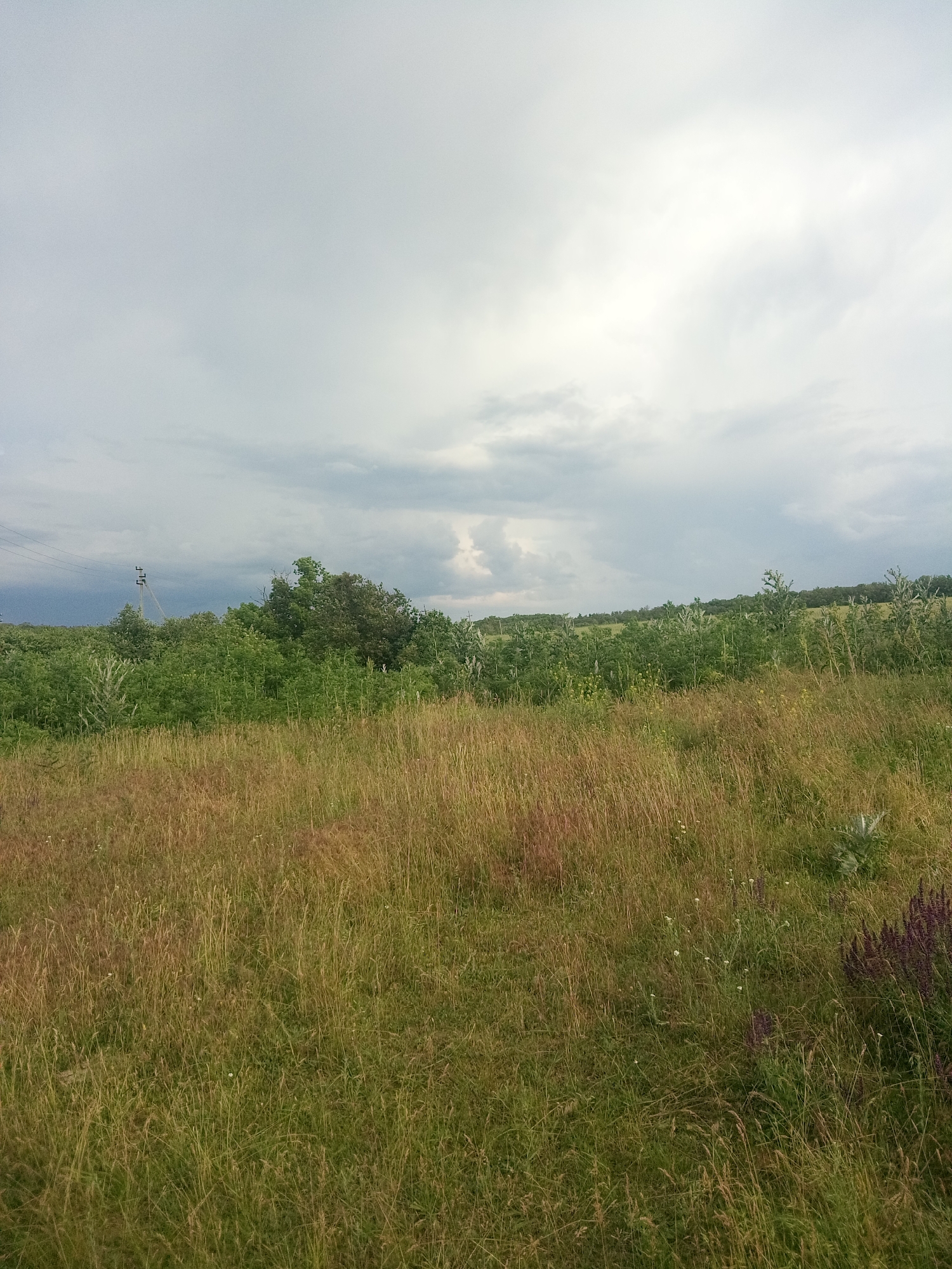 The image depicts an outdoor, natural scene under a cloudy sky. The foreground is dominated by a field of tall, dry grasses with some green patches. In the middle ground, there is a dense area of green bushes and trees. To the left of the middle ground, a tall, light-colored utility pole with electrical lines is visible. The background consists of more greenery and a distant treeline, with the sky occupying the upper portion of the image. The overall impression is of a rural or undeveloped landscape. The location of Zelenyi Hai, Ukraine, is noted for its natural environment and is likely characterized by such fields and vegetation.