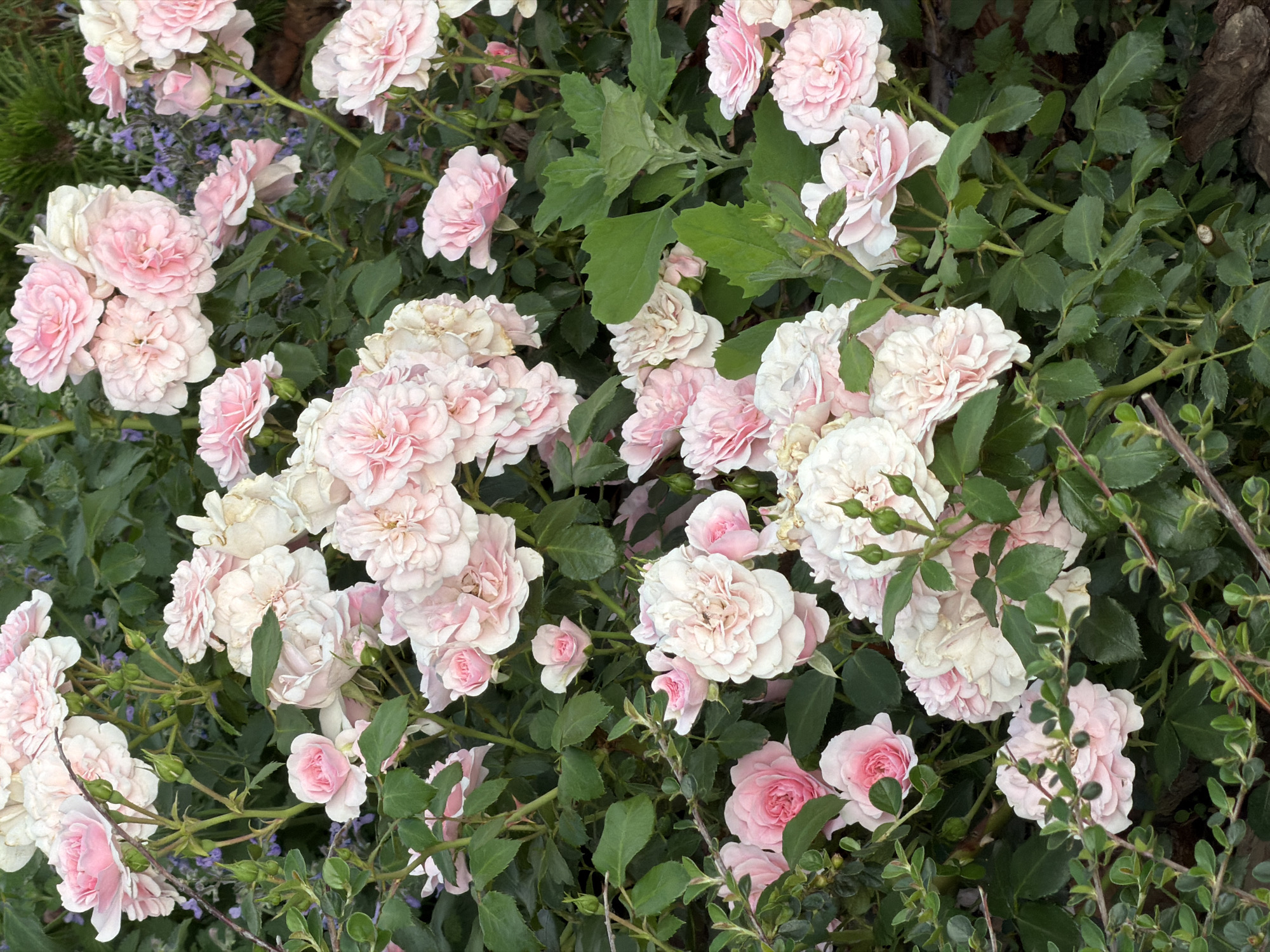 A close-up, overhead shot displays a dense cluster of soft pink and white roses, interspersed with dark green foliage and hints of small purple flowers. The roses are the dominant subject, with many in full bloom, their delicate petals creating a textured, ruffled appearance. Some roses are tightly furled buds, while others are more open, revealing layers of soft pink and cream hues. The surrounding leaves are lush and varied in size, some broad and ovate, others smaller and more pointed, creating a rich tapestry of green. Tiny, almost unnoticeable purple blooms peek through the foliage in places, adding a subtle contrast. The overall impression is one of natural beauty and abundance, suggesting a garden or natural setting in bloom. The lighting appears to be natural daylight, casting soft shadows and highlighting the delicate textures of the flowers and leaves. There are no visible people, objects, or text in the image. The scene evokes a feeling of tranquility and the gentle beauty of nature.