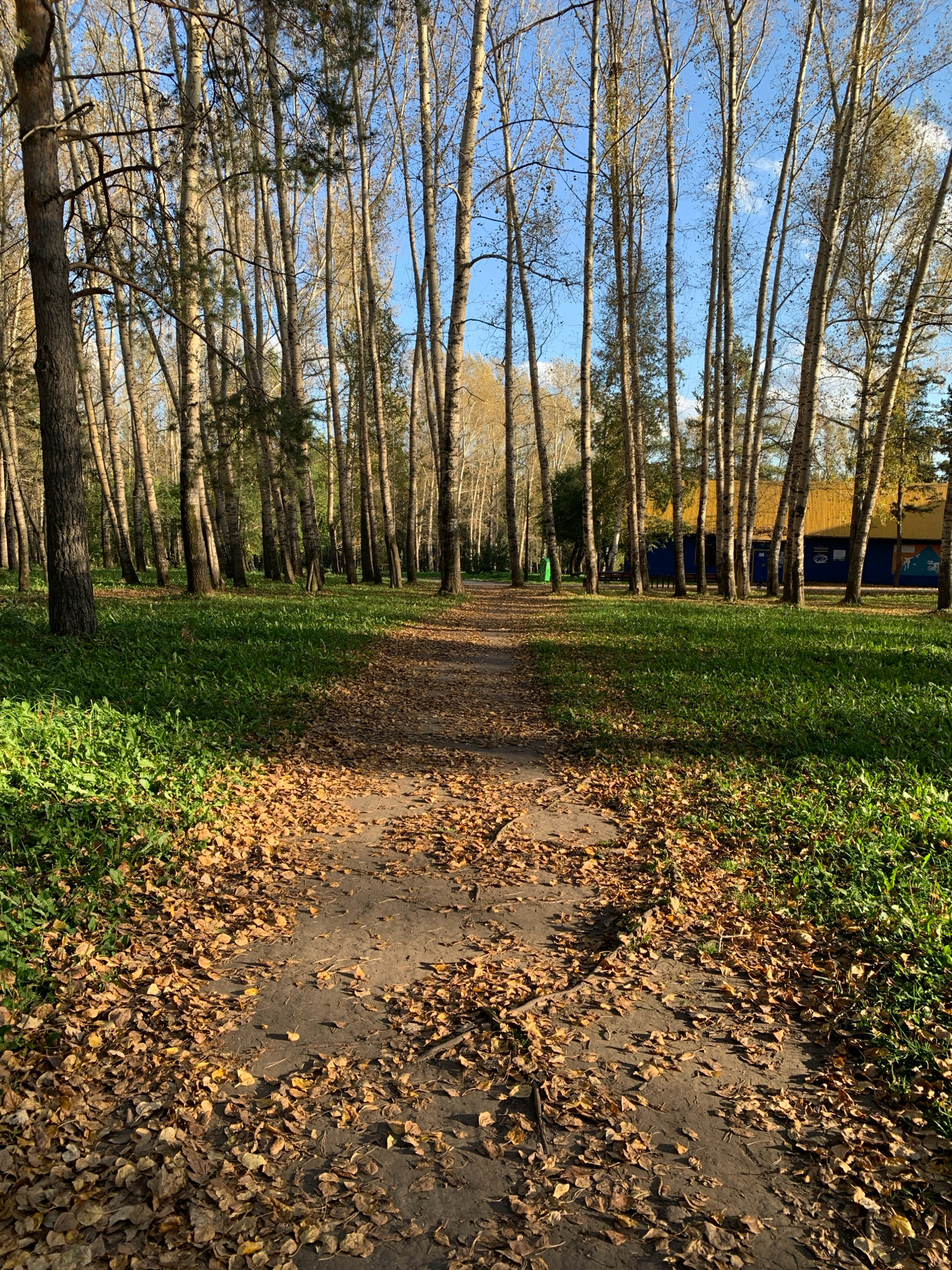 The image depicts a pathway in a park, likely in Prokopyevsk, Russia, during autumn. The path is covered with fallen leaves, predominantly brown and yellow, indicating the season. On either side of the path, there is lush green grass, suggesting that the park is well-maintained. A dense line of tall, slender trees with sparse foliage flanks the path, casting shadows. In the background, a building with a yellow roof and blue walls is visible, partially obscured by the trees. The sky is clear blue, with a few wispy clouds. The overall impression is that of a tranquil, natural setting within an urban environment.