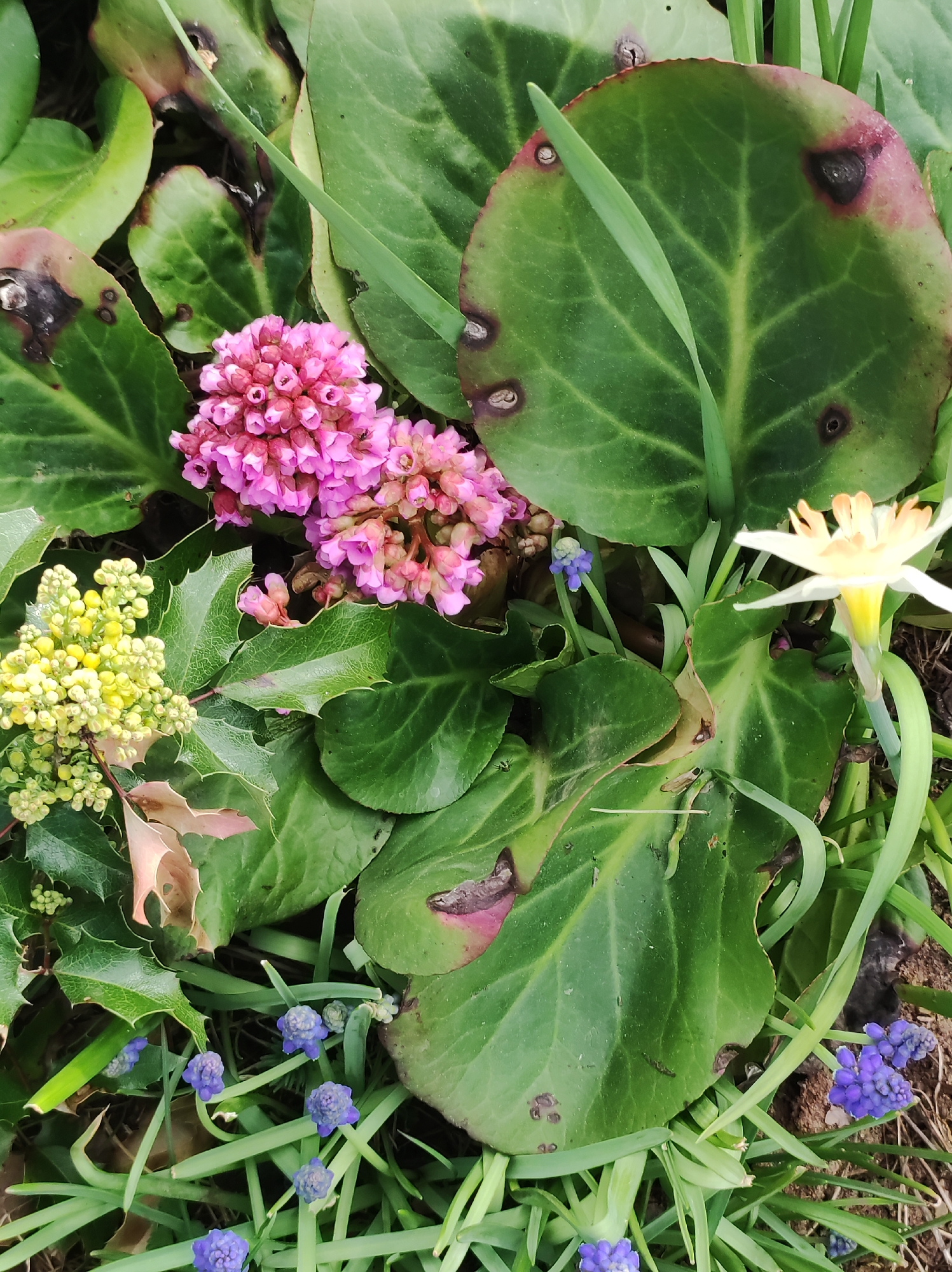 The image depicts a garden scene with a variety of plants and flowers. The main plants are Bergenia with large, rounded green leaves and pink flower clusters, Mahonia with holly-like leaves and yellow flower buds, Muscari (grape hyacinth) with small blue flowers, and a single white and yellow narcissus. The leaves of the Bergenia have some brown spots. The ground is covered with grass and some bare soil. The specific location of Фоки, Russia cannot be determined from the image.