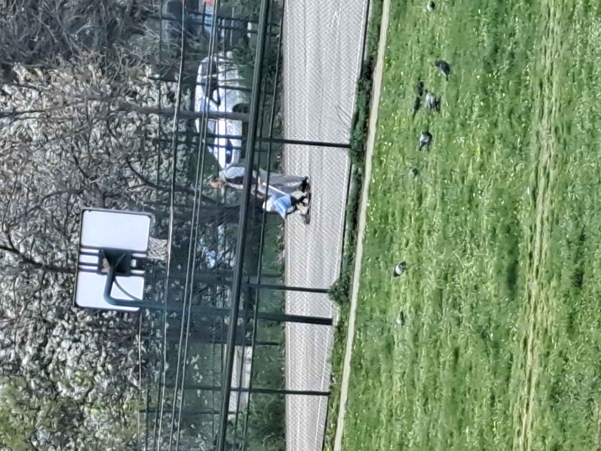 A slightly blurry, overhead shot captures a scene outside, likely in the city of Sofia, Bulgaria. In the foreground, lush green grass is dotted with several pigeons. A paved walkway runs alongside the grass, bordered by a green fence. Two people are walking on the path, one pushing a stroller. Further left, a basketball hoop and backboard are visible near a tree. Cars are parked in the background.