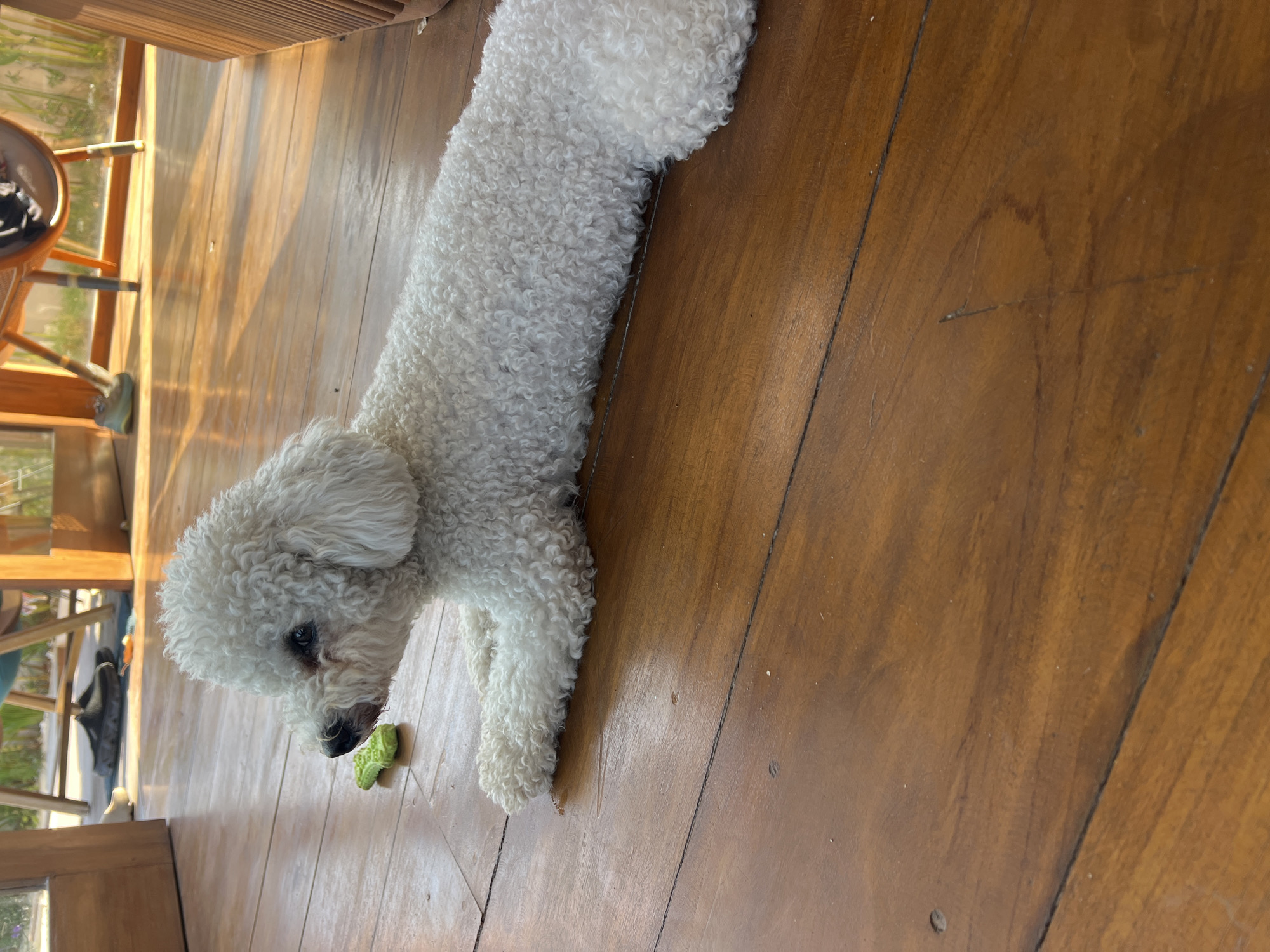A fluffy white dog with curly fur lies on a wooden floor indoors. The dog is facing left, with its head turned slightly upwards and its eyes looking to the left. A small green dog toy is placed on the floor to the left of the dog. The floor is made of polished wooden planks that reflect the light, creating a warm and inviting atmosphere. In the background, a portion of furniture, possibly a chair or table, is visible, along with a doorway and sunlight streaming in, suggesting a well-lit indoor space. The overall scene appears to be a domestic setting, likely a home or a similar private space.