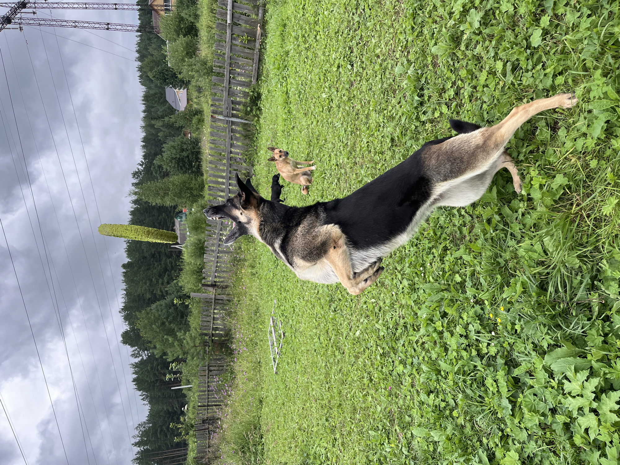 A German Shepherd dog is mid-air, jumping to catch a green, cylindrical object. The dog is in the foreground, its mouth open and paws extended. In the background, a tan dog sits on a grassy yard. A weathered wooden fence runs along the back of the yard, with trees and houses visible beyond it. The sky is overcast. This scene appears to be in a rural area or a village on the outskirts of Nizhny Tagil, Russia, characterized by the traditional wooden fencing and houses.