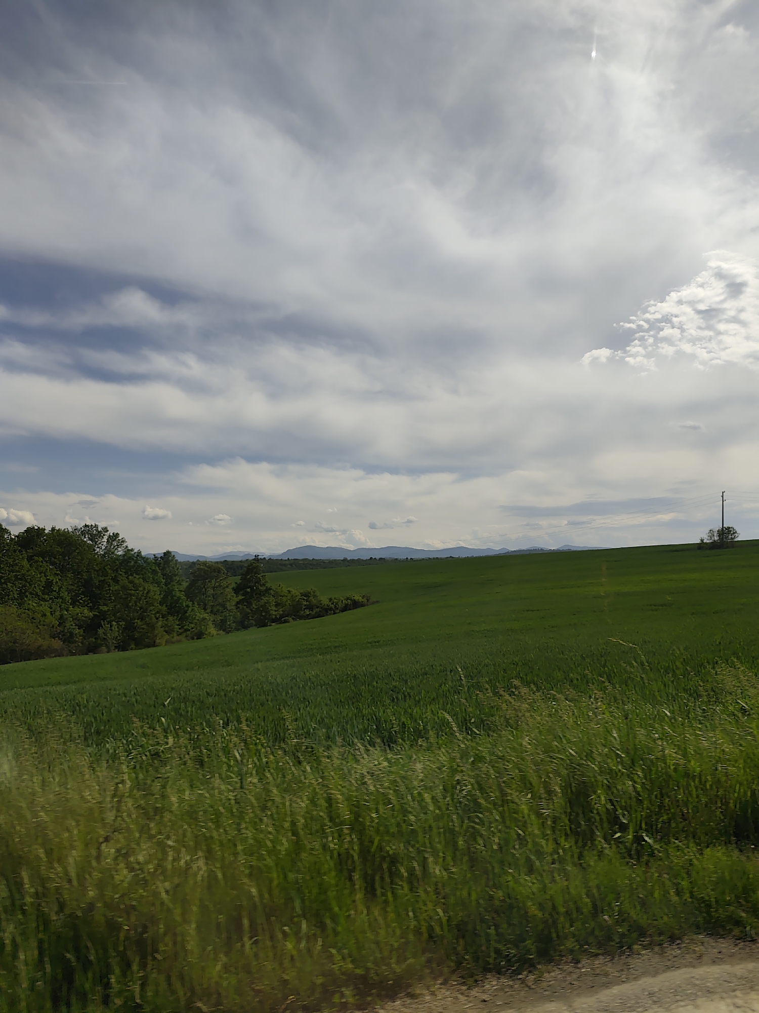 The image depicts a rural landscape under a cloudy sky. A field of green vegetation dominates the foreground, with taller grasses nearer the viewer. To the left, a line of trees borders the field. In the distance, a mountain range is visible on the horizon. On the right side of the image, a utility pole stands in the field. The location and city are unknown.