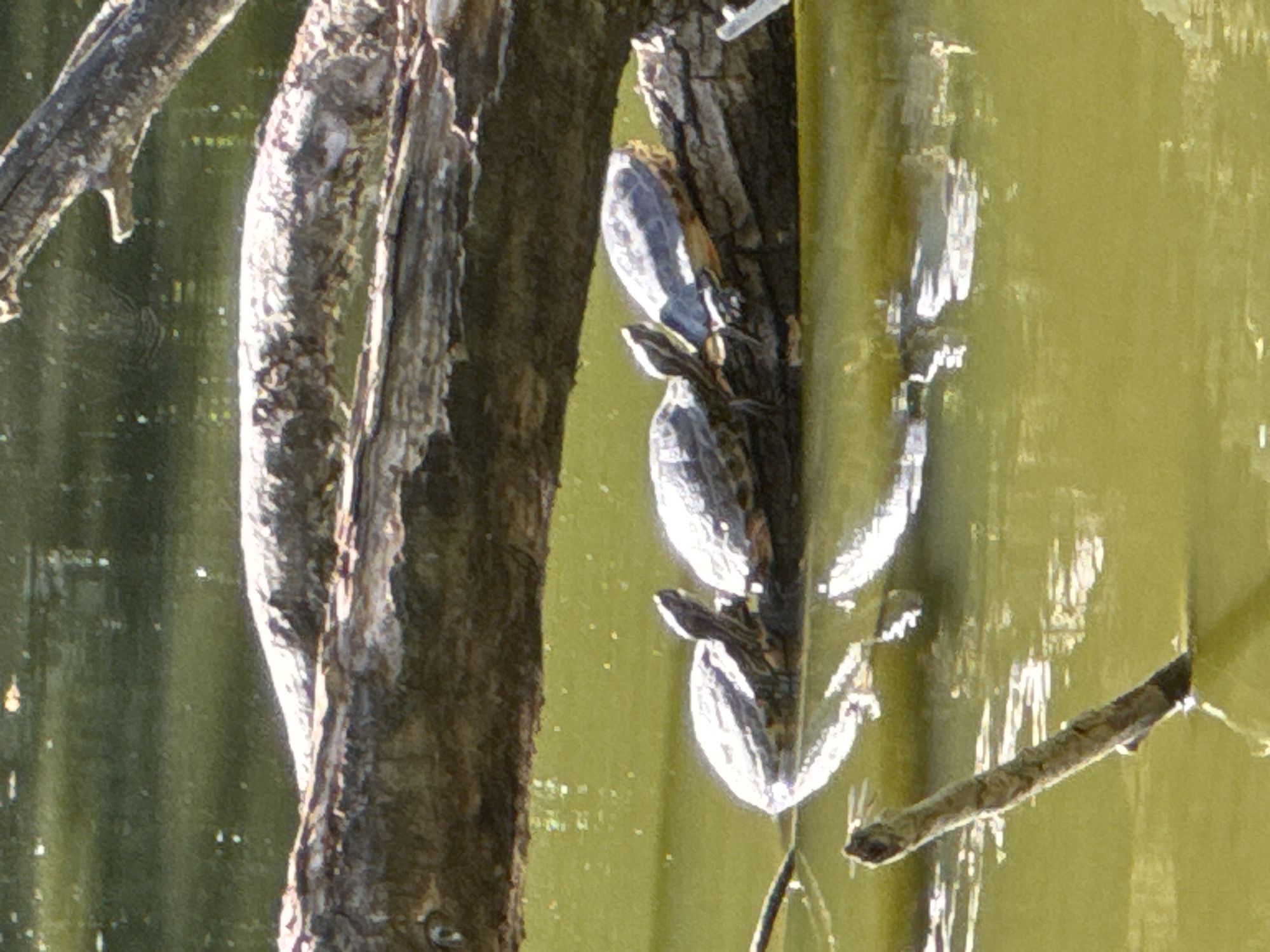 A large fallen tree trunk lies horizontally across a body of murky green water. Resting on the trunk are three turtles, positioned in a line from left to right. The turtles are dark in color with visible patterns on their shells. The water is calm, with reflections of the tree and surrounding environment visible on its surface. A small, vertical piece of driftwood emerges from the water to the left of the frame. The overall environment suggests a natural outdoor setting, possibly a pond or slow-moving stream, in Wettstetten, Germany.