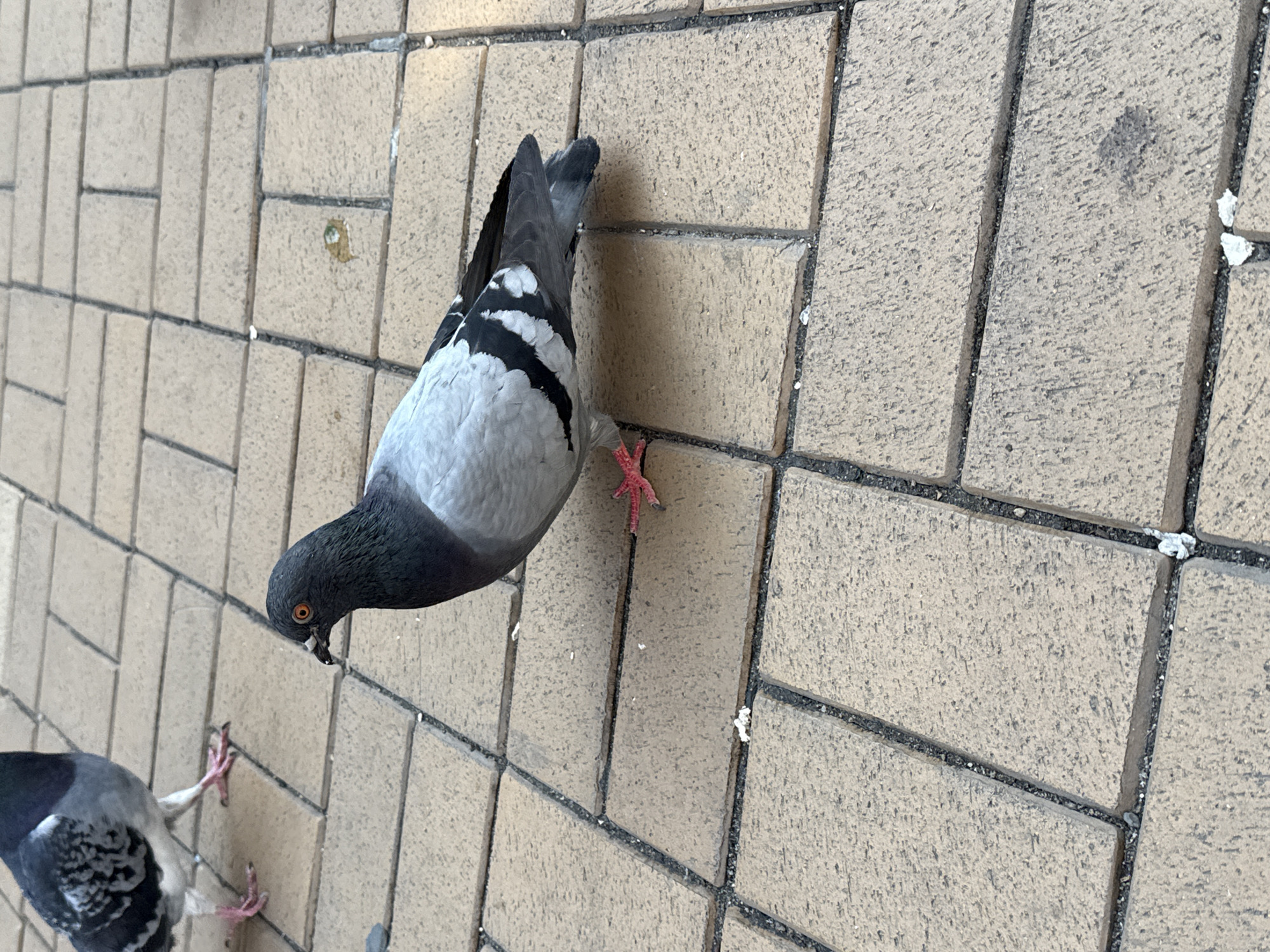 The scene depicts two rock pigeons on a paved urban surface in Sofia, Bulgaria. A common rock pigeon (Columba livia domestica) is prominent in the foreground, oriented to the left. It features a dark grey head and neck, bright orange-red eyes, and a small black beak. Its body is light grey, transitioning to darker grey primary wing feathers with two distinct black bars, and a black tail. Its pinkish-red feet are visible on the ground. A second rock pigeon is partially visible in the upper left background, showing its lower body, a portion of a mottled grey and white wing, and pinkish-red feet, suggesting it is also standing. The ground consists of light brown or tan rectangular interlocking pavers with dark grout lines. Scattered small white fragments, possibly debris or food particles, are visible across the pavement. Additionally, a small, greenish-brown stain and a dark, irregular stain are present on separate pavers. The lighting suggests ambient daylight.