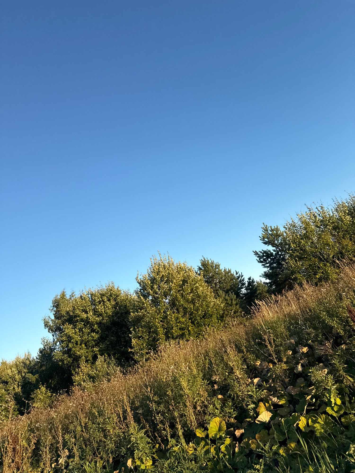 The image depicts a clear, vibrant blue sky filling the upper portion of the frame. The lower half of the image is a dense, natural landscape characterized by a sloping terrain covered in a variety of vegetation. Tall grasses and wildflowers in hues of green and brown dominate the foreground, with larger, leafy plants intermingled. A line of trees, predominantly deciduous with green foliage, forms a band across the middle ground, interspersed with a few coniferous trees. The lighting suggests it is either early morning or late afternoon, with the sun casting a warm glow on the vegetation, creating some areas of shadow. The scene appears to be an undeveloped natural area, potentially a field or hillside on the outskirts of Järveküla, Estonia. There are no people or animals visible in the image, and no man-made structures are apparent.