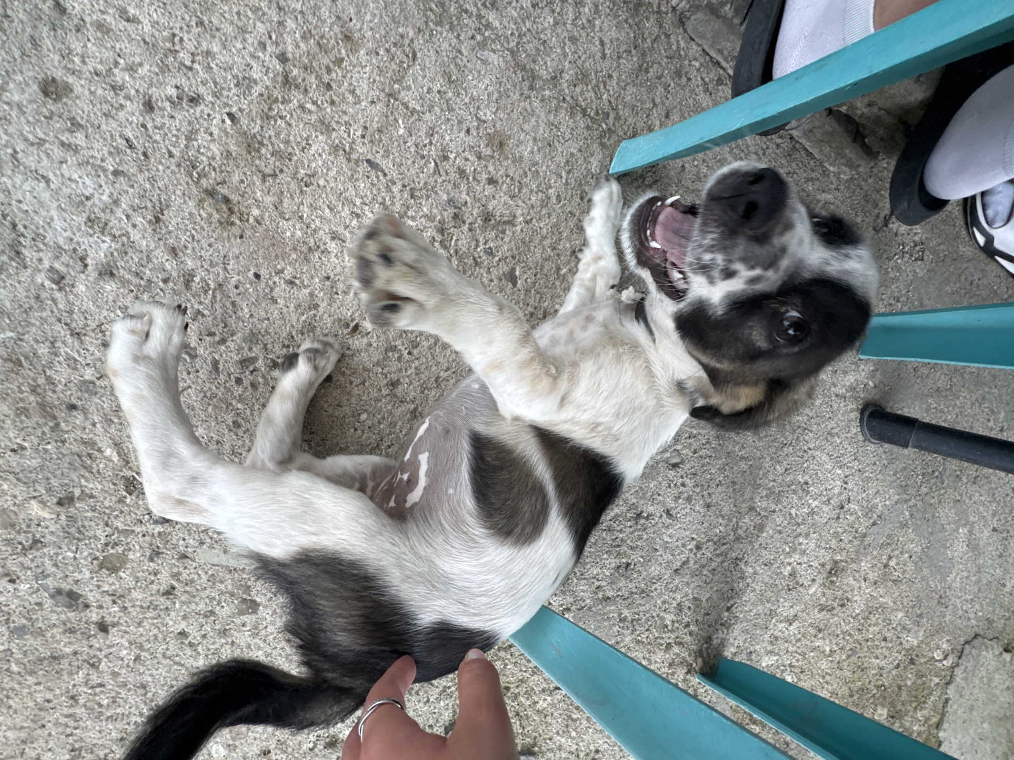 In this image, a playful puppy is the central subject, lying on its back on a concrete surface. The puppy has black and white markings, with a dominant black patch over its eye and ears, and a white chest and paws. Its mouth is wide open, revealing its pink tongue and teeth, suggesting it is panting or yelping in excitement. The puppy's limbs are splayed out, and its tail is visible on the lower left, with black fur. A human hand, wearing a ring on the index finger, is reaching towards the puppy from the bottom edge of the frame.
The scene is outdoors, indicated by the concrete ground and the presence of what appears to be a teal-colored metal chair or table in the background. Partially visible in the upper right corner are human feet wearing white socks and dark-colored sandals or flip-flops. The lighting suggests it is daytime, possibly overcast as there are no strong shadows. The overall mood conveyed is one of fun and interaction between the human and the puppy. The location is identified as Sredets, Bulgaria, but there are no specific visual cues in the image to confirm this beyond the provided context. There is no visible text in the image.