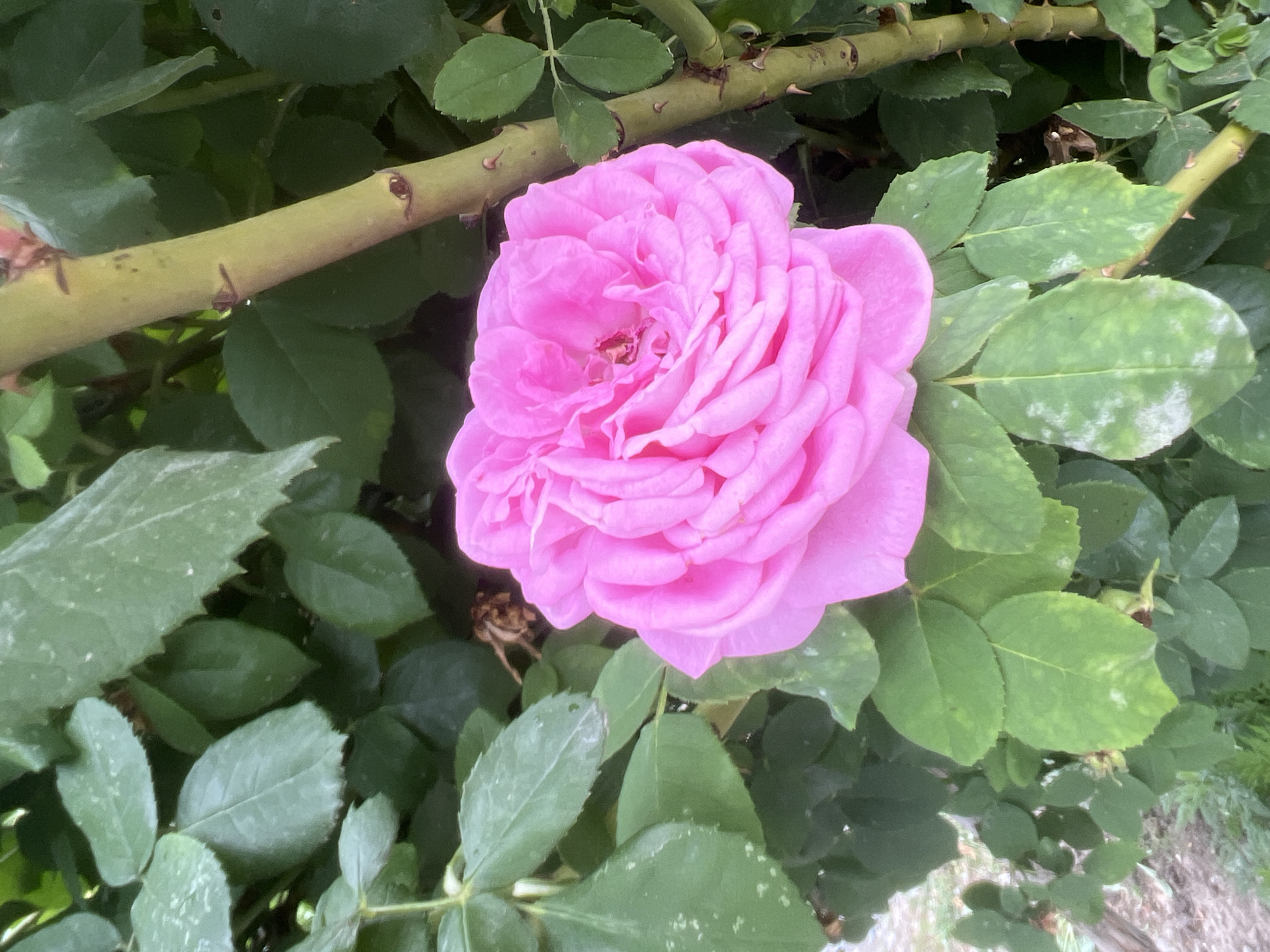 A close-up shot captures a vibrant pink rose in full bloom, surrounded by lush green foliage and a thorny branch of the rose bush. The scene is set outdoors, suggesting a garden or natural environment. There are no people or animals visible in the frame. The lighting is natural and diffused, indicating it might be overcast or taken in the shade. The image is sharp, focusing primarily on the rose and its immediate surroundings. The specific location in Kara-Dıykan, Kyrgyzstan, is not evident from the visual information within the photograph itself.