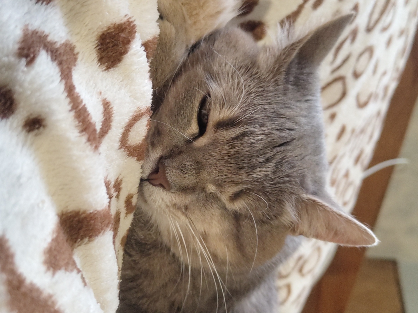 A close-up, eye-level shot shows a grey tabby cat sleeping on a cream-colored blanket with a brown animal print pattern. The cat is lying on its side, with its head resting on its paws. Its eyes are closed, and its ears are perked up. The cat's fur is short and soft, and its whiskers are long and white. The blanket is made of a fuzzy material, and the brown pattern is irregular and organic, resembling leopard spots. The background is blurred and out of focus, but appears to be a room with wooden furniture.