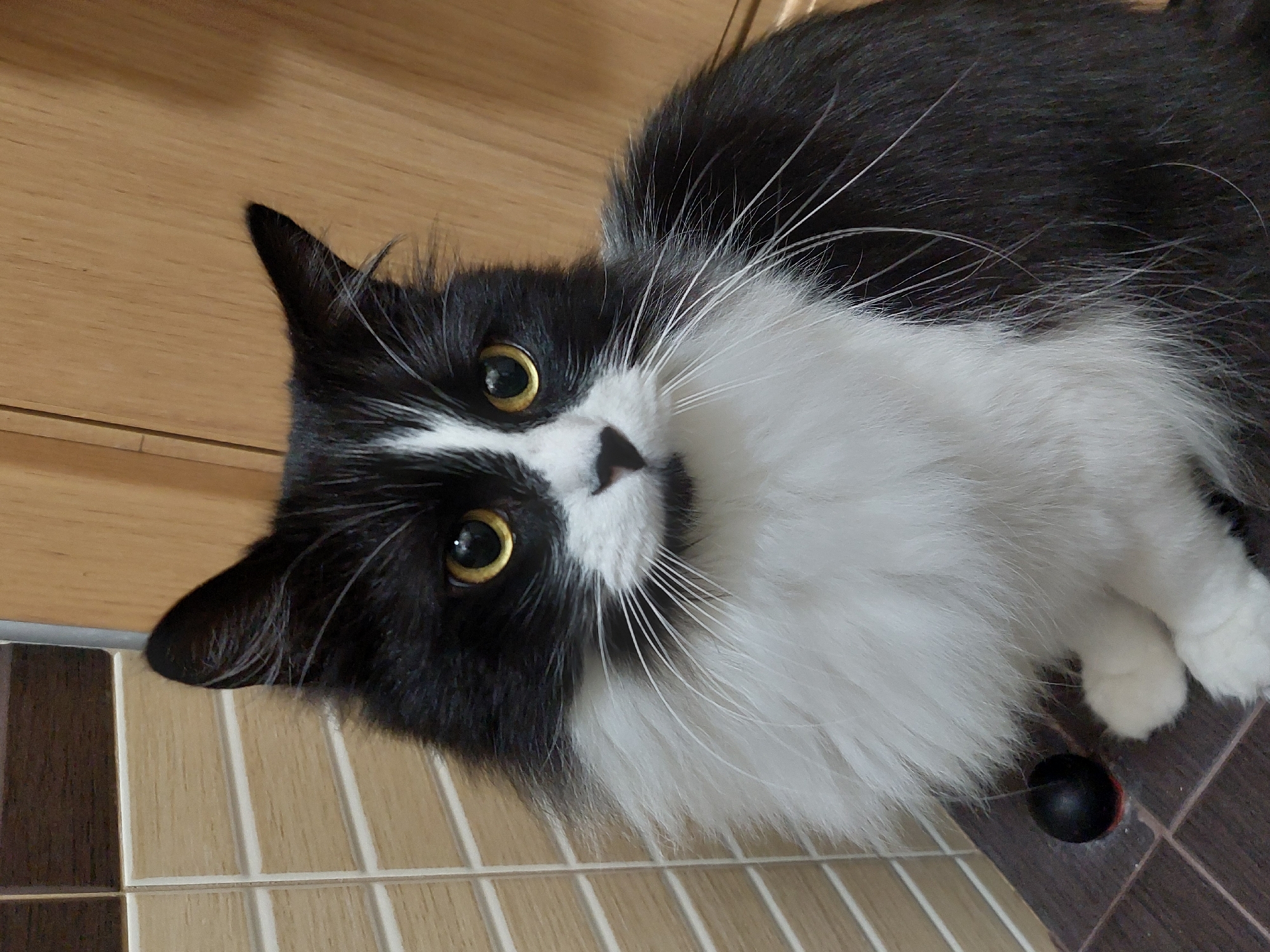 A black and white cat lies on a tiled surface. The cat has golden eyes, a black nose with white fur around it, and long white whiskers. The tiled surface consists of beige and brown tiles, and there appears to be a wooden surface in the background. A small, black ball is also visible near the cat's paw. The image's location is unknown; no information suggests it is in Plovdiv, Bulgaria.