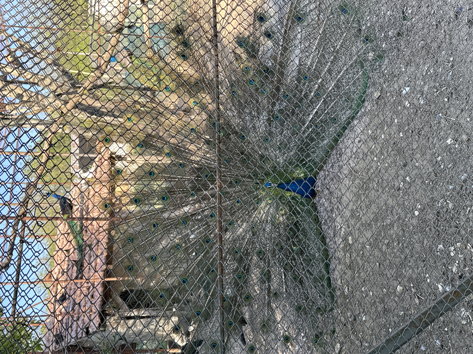 The image shows a peacock behind a wire fence. The peacock's tail feathers are fully displayed, creating a fan-like shape. The body of the peacock is visible in the center, displaying its bright blue coloring. The background behind the fence appears to be a natural setting with hints of trees and foliage. The fence itself is constructed of wire mesh. The location and city are unknown.