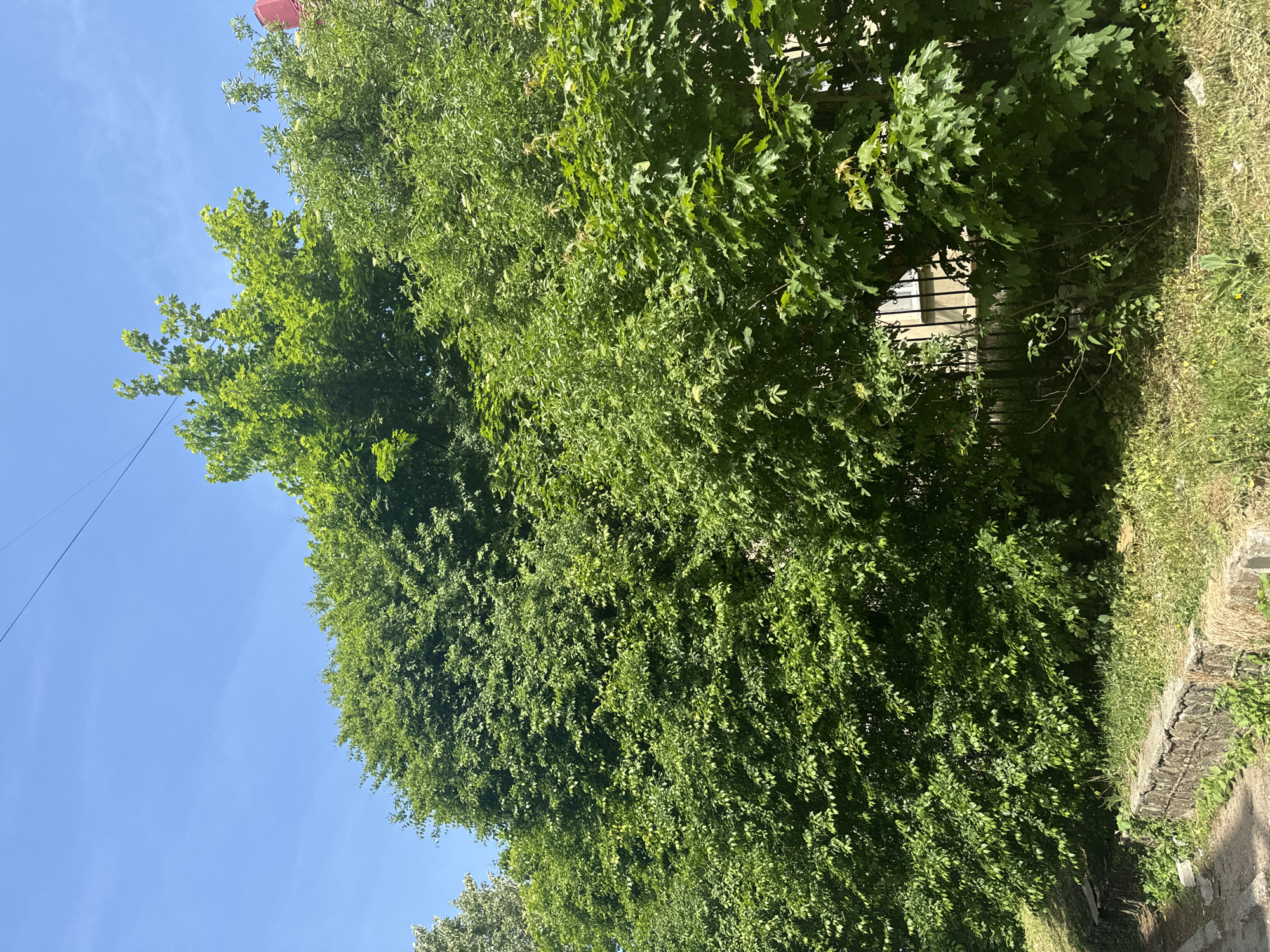 The image depicts a lush, green canopy of trees filling most of the frame, set against a bright blue sky in the upper left corner. A red object, possibly a balloon or marker, is visible at the top of the tree line. A power line cuts across the upper left portion of the sky. On the right edge of the image, a grassy area and the edge of a walkway or road are visible. A structure, possibly a building, can be partially seen through the trees on the right.